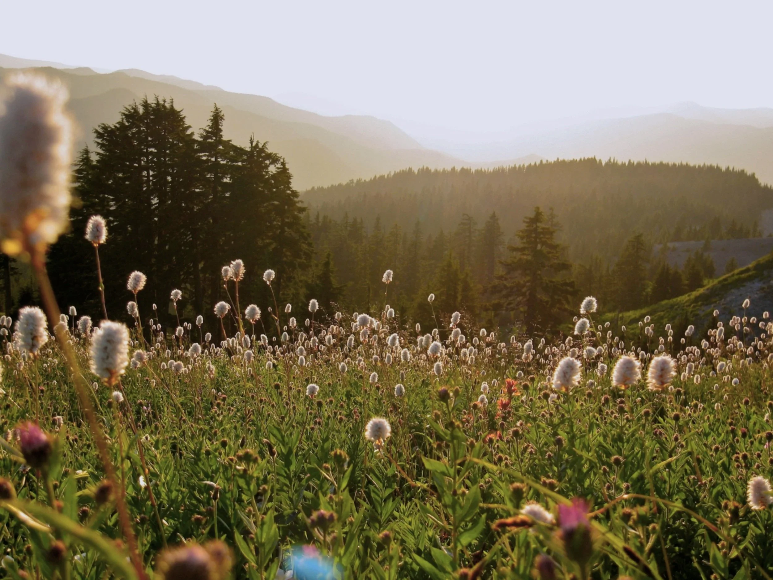 A landscape of a mountain valley with a dense forest of pine trees and wildflowers in the foreground, illuminated by sunlight.