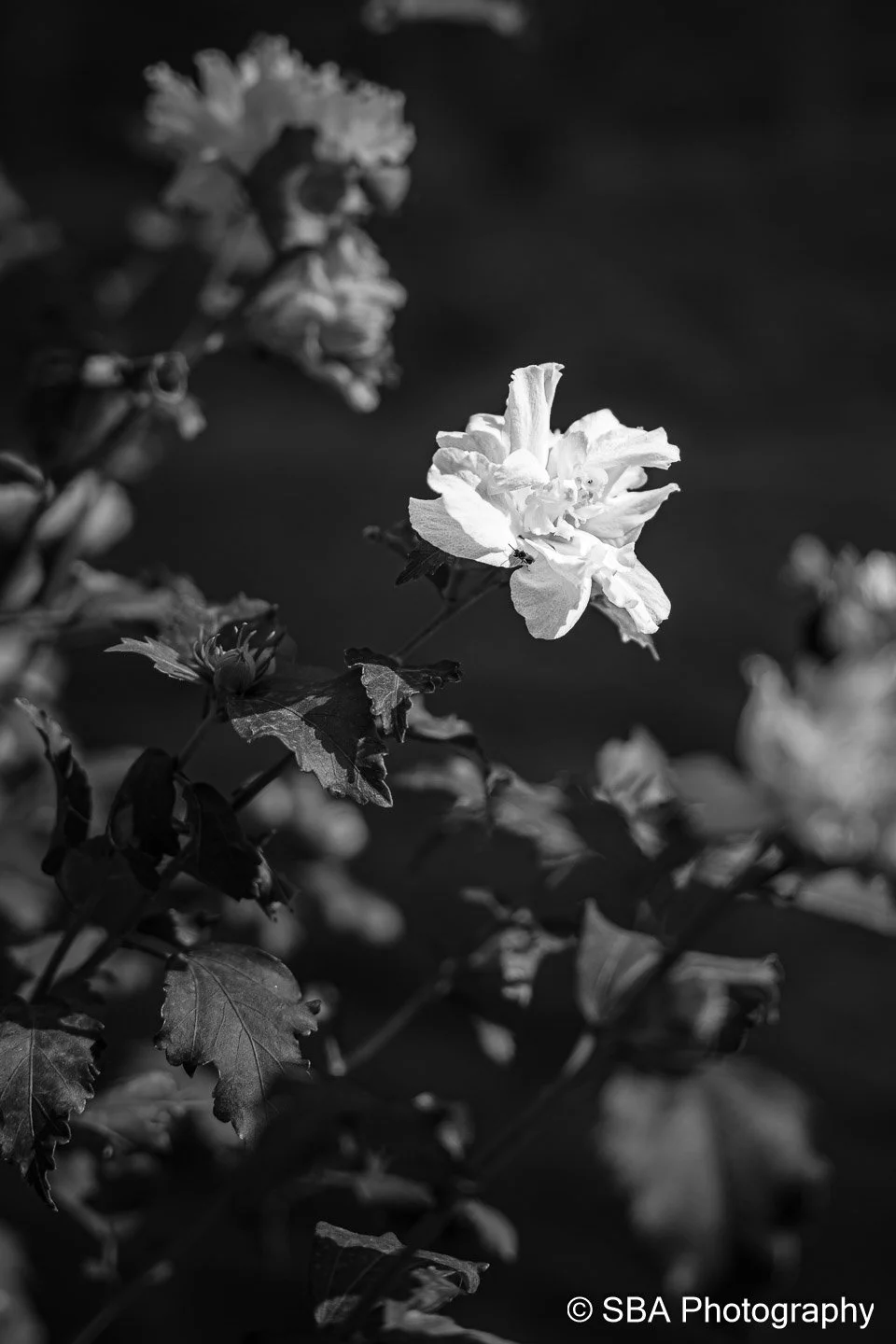 20240923-A7S06202.jpg