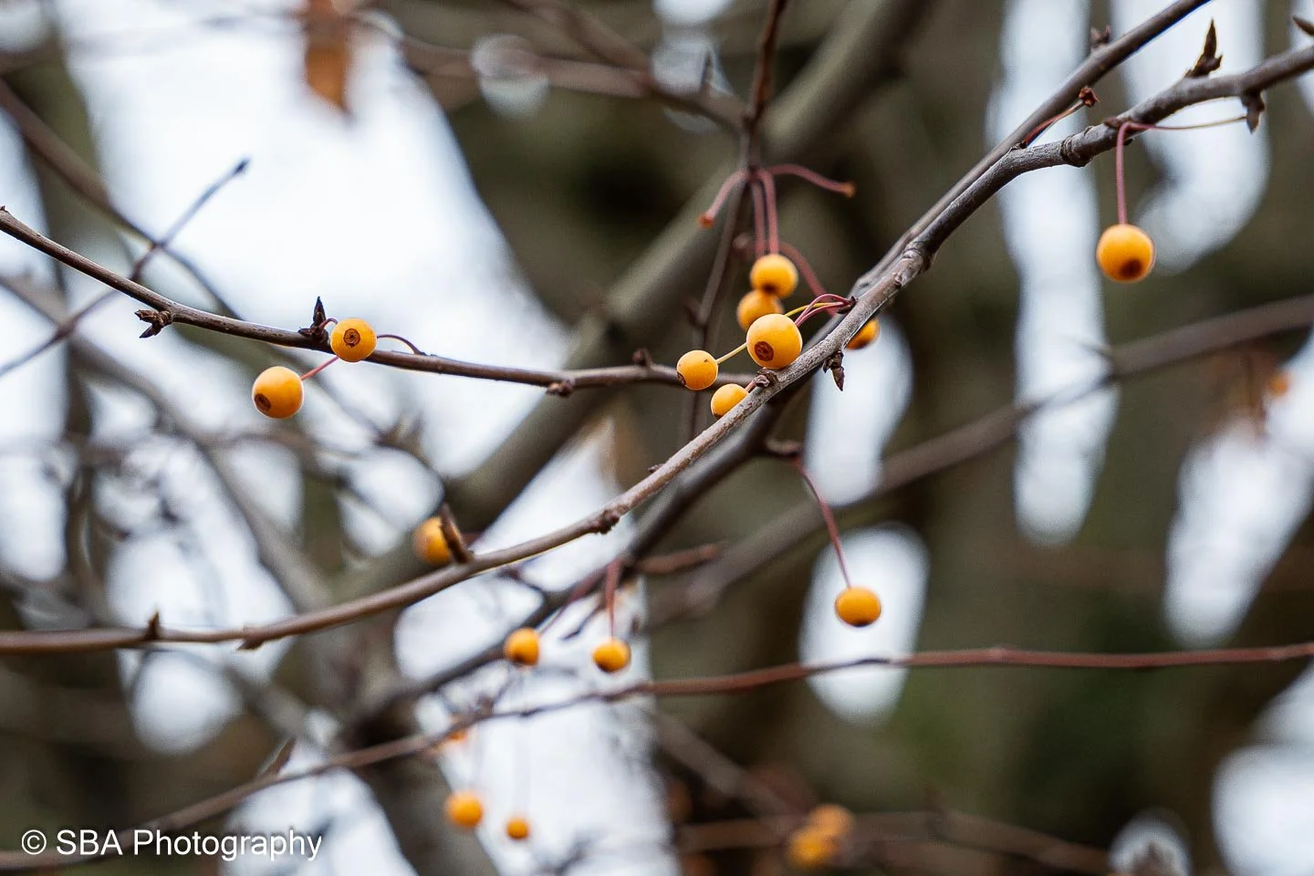 08122023-A7S00525-Avec accentuation-Bruit.jpg