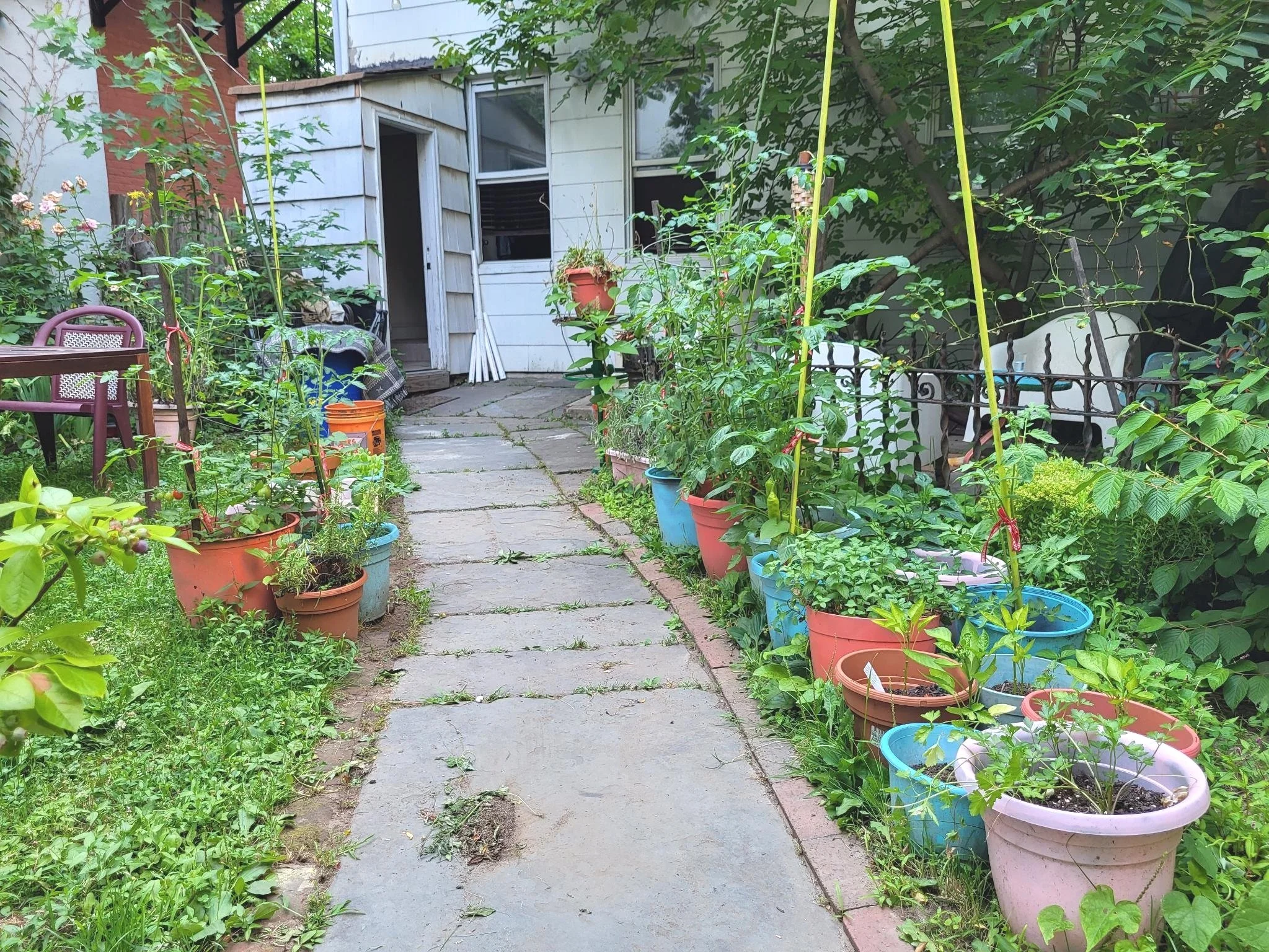 One of my own gardens! When I moved in, the yard was trash-strewn with bare dirt. I worked diligently to clean the space, allow spontaneous vegetation to return, and
restore care to neglected plantings. I added new plantings of mountain laurel, swe