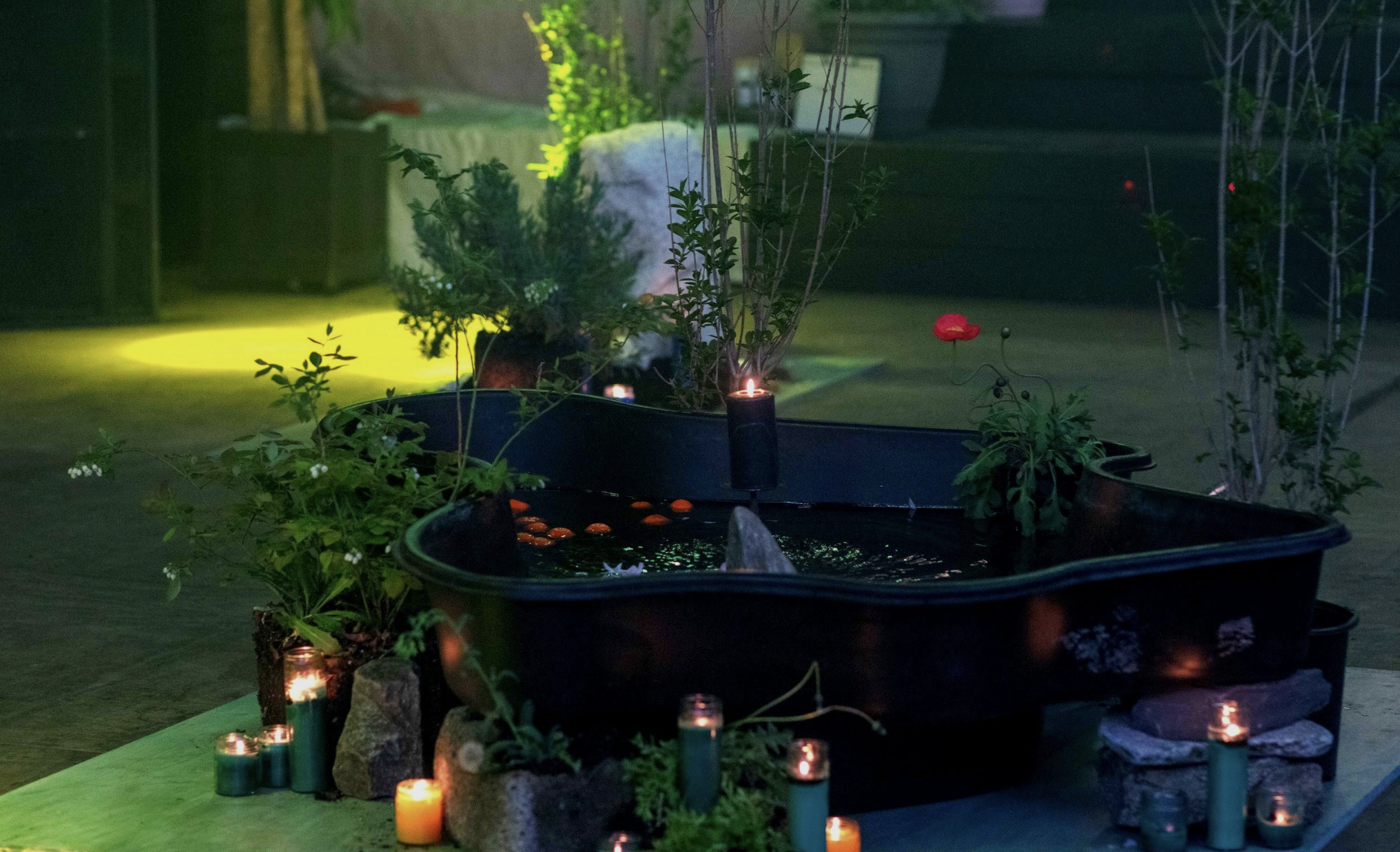 A collection of some of my favorite ephemeral garden moments from my non-profit studio Nocturnal Medicine.
