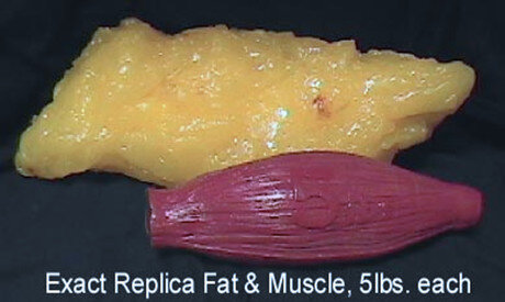 One Pound of Muscle VS. Fat - Are They the Same?