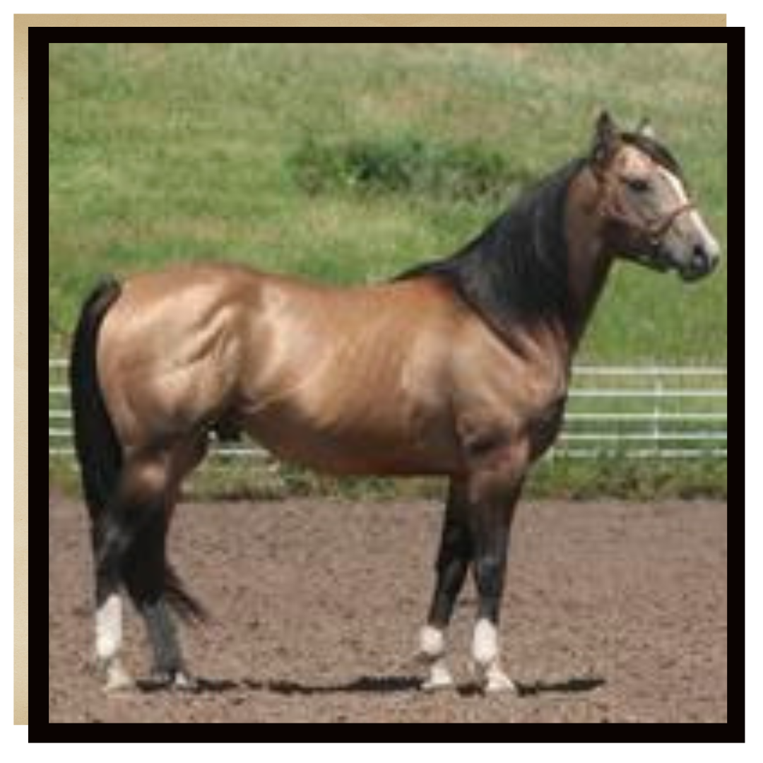 Stallions — Box K Horton Ranch