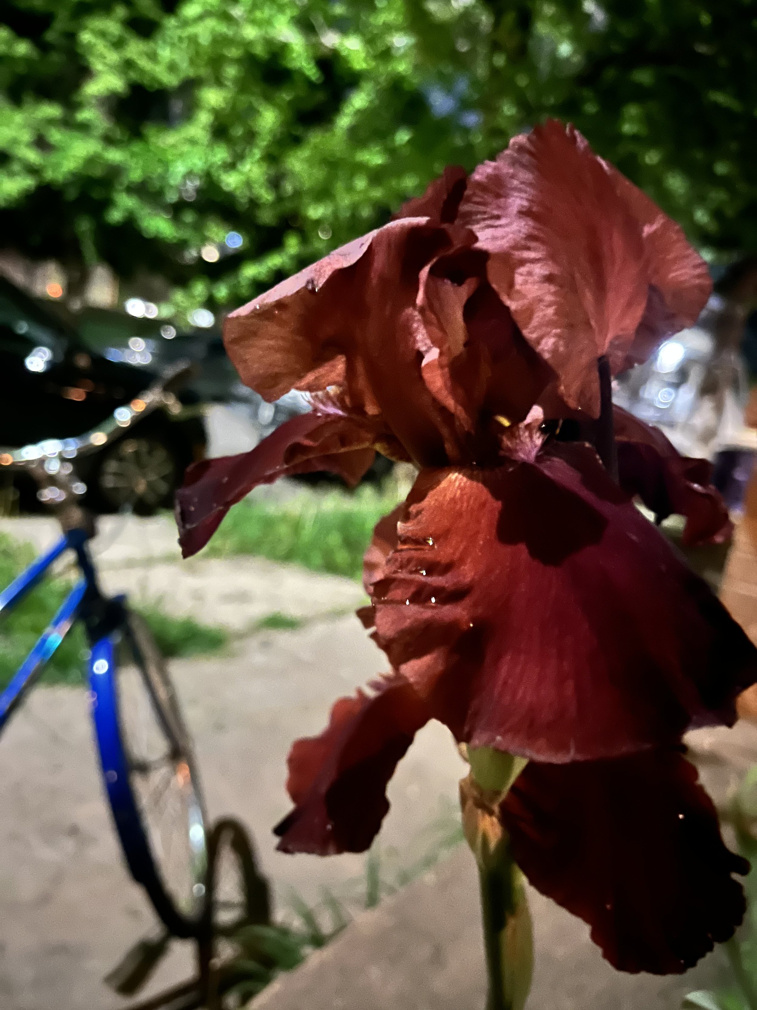 The Bicycle