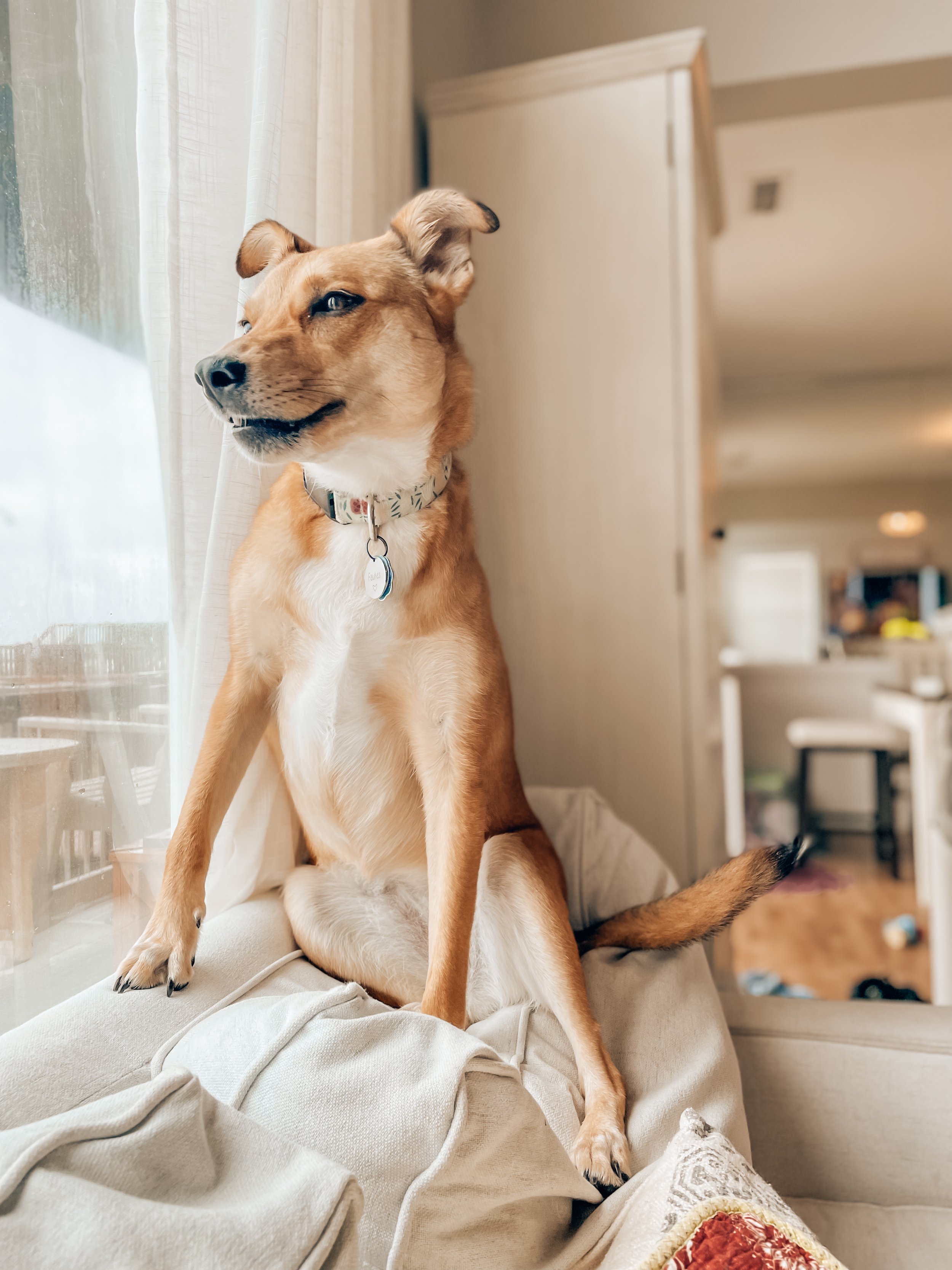 A dog sitting on a beige couch by a window with sheer curtains, looking out.