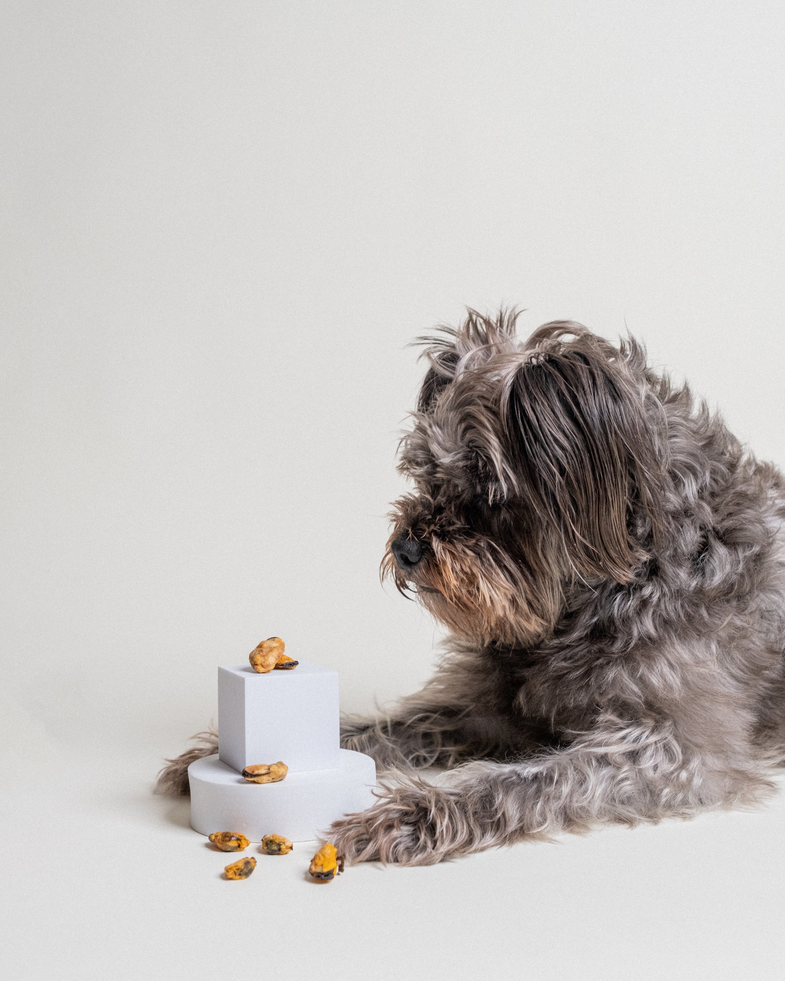 A dog looking at the mussels