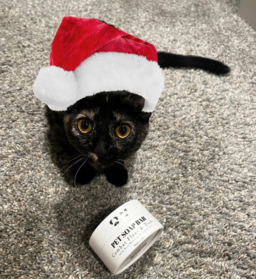 A Christmas Tuna 🐈&zwj;⬛ is wishing you all a Merry Christmas Eve 🎄🐾 ☺️ looook at those eyes 🥹