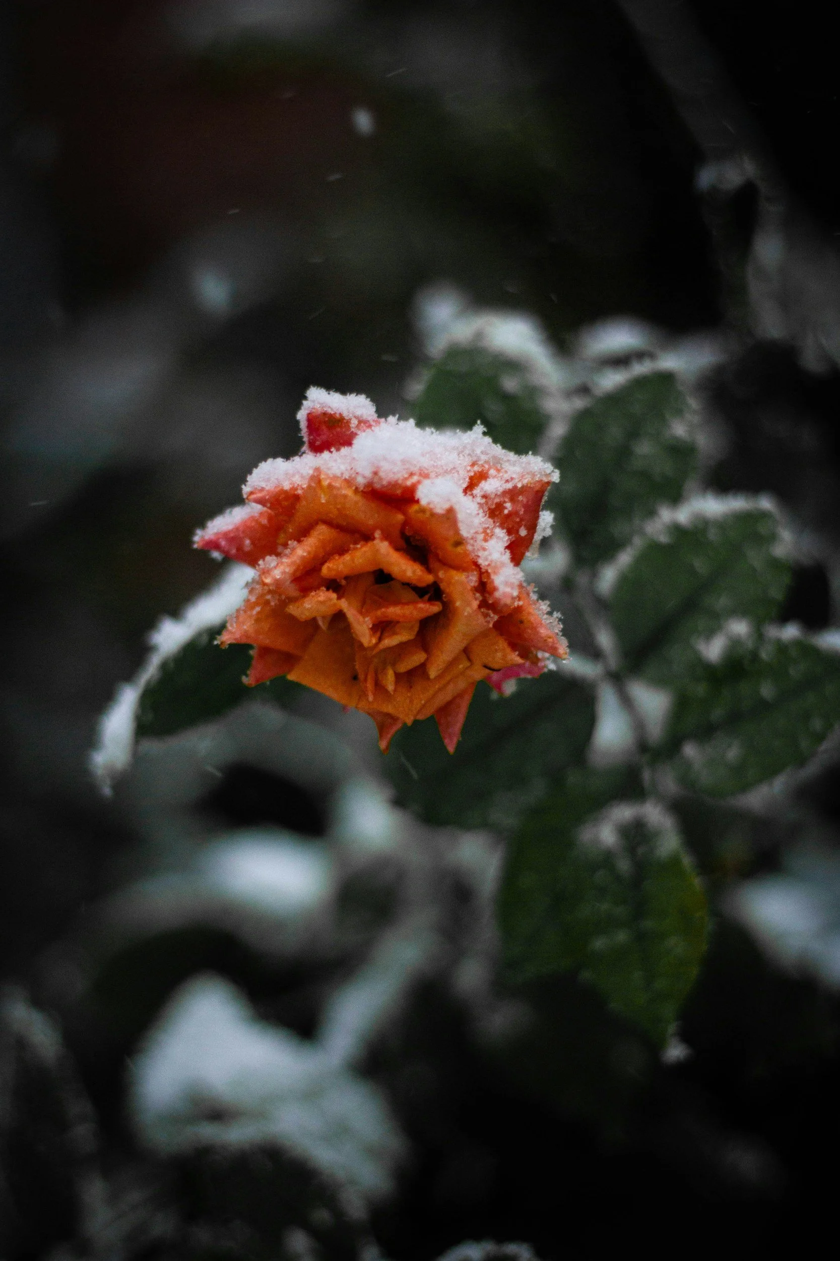 Lo, How a Rose E’er Blooming: Fragility and the Conversations We Struggle to Begin