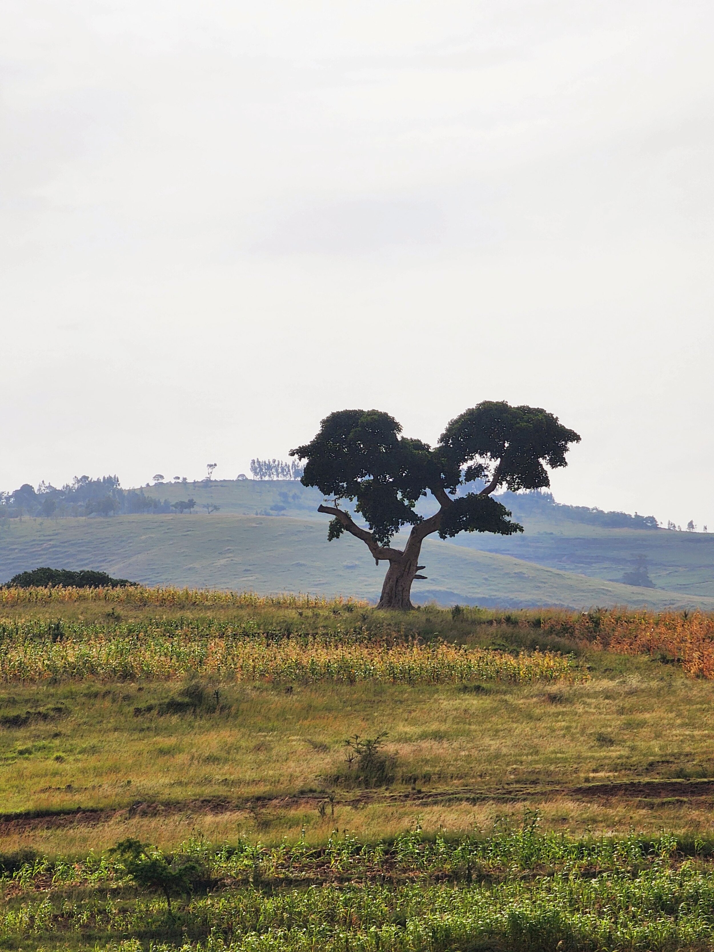 A solitary tree on a grassy hill in Ethiopia with a clear sky and distant hills in the background.