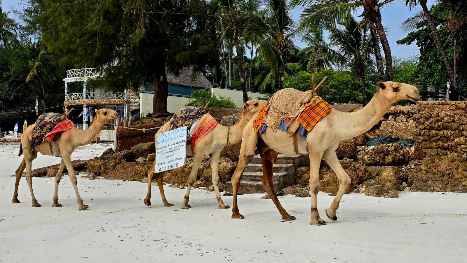 WhatsApp Image 2026-01-29 at 3.58.28 PM-3.jpeg