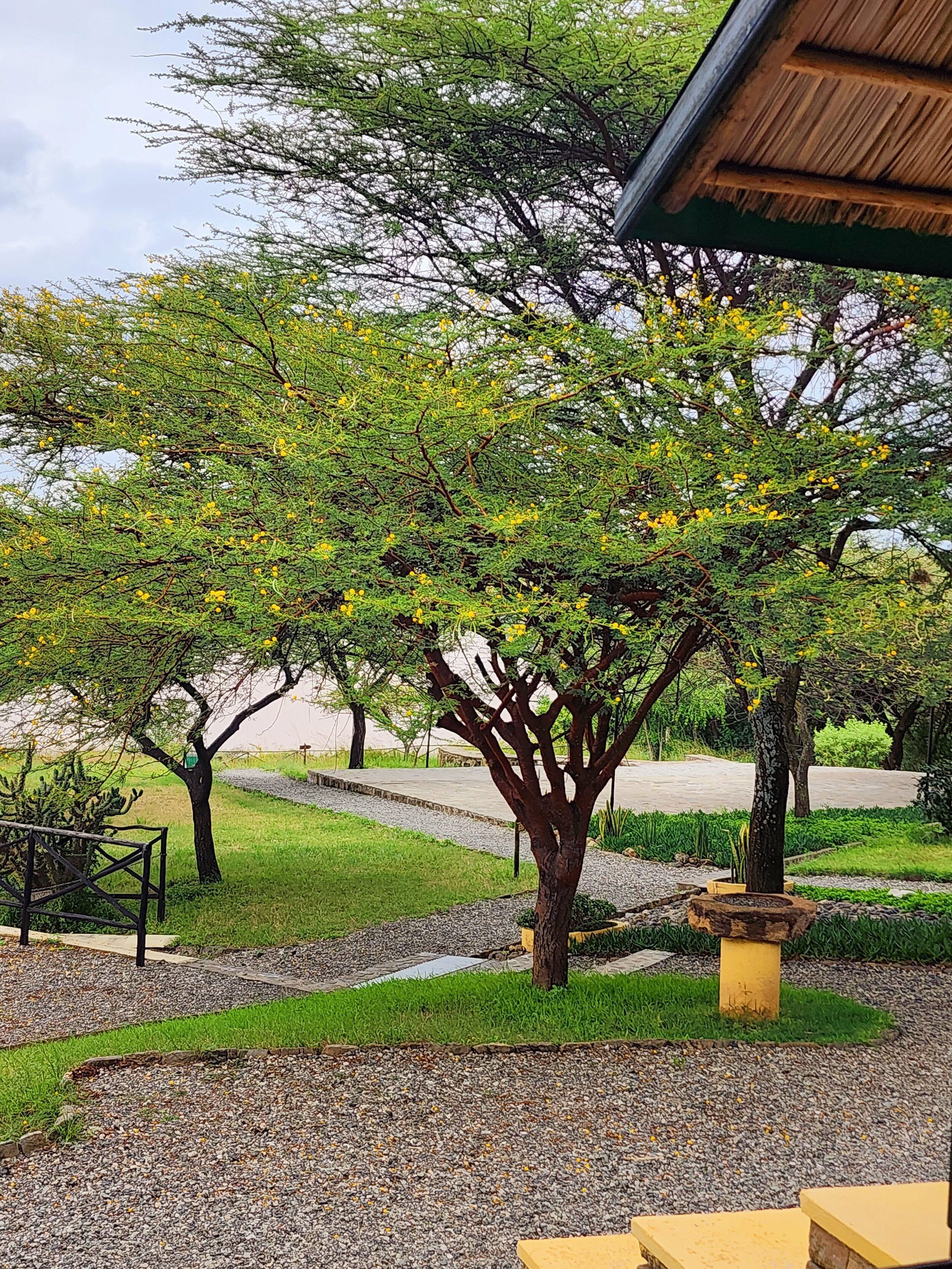 Outdoor garden scene in Ethiopia with a large tree featuring yellow flowers, surrounded by a well-maintained lawn and gravel pathways. A rustic wooden fence and a small stone birdbath are visible in the foreground.