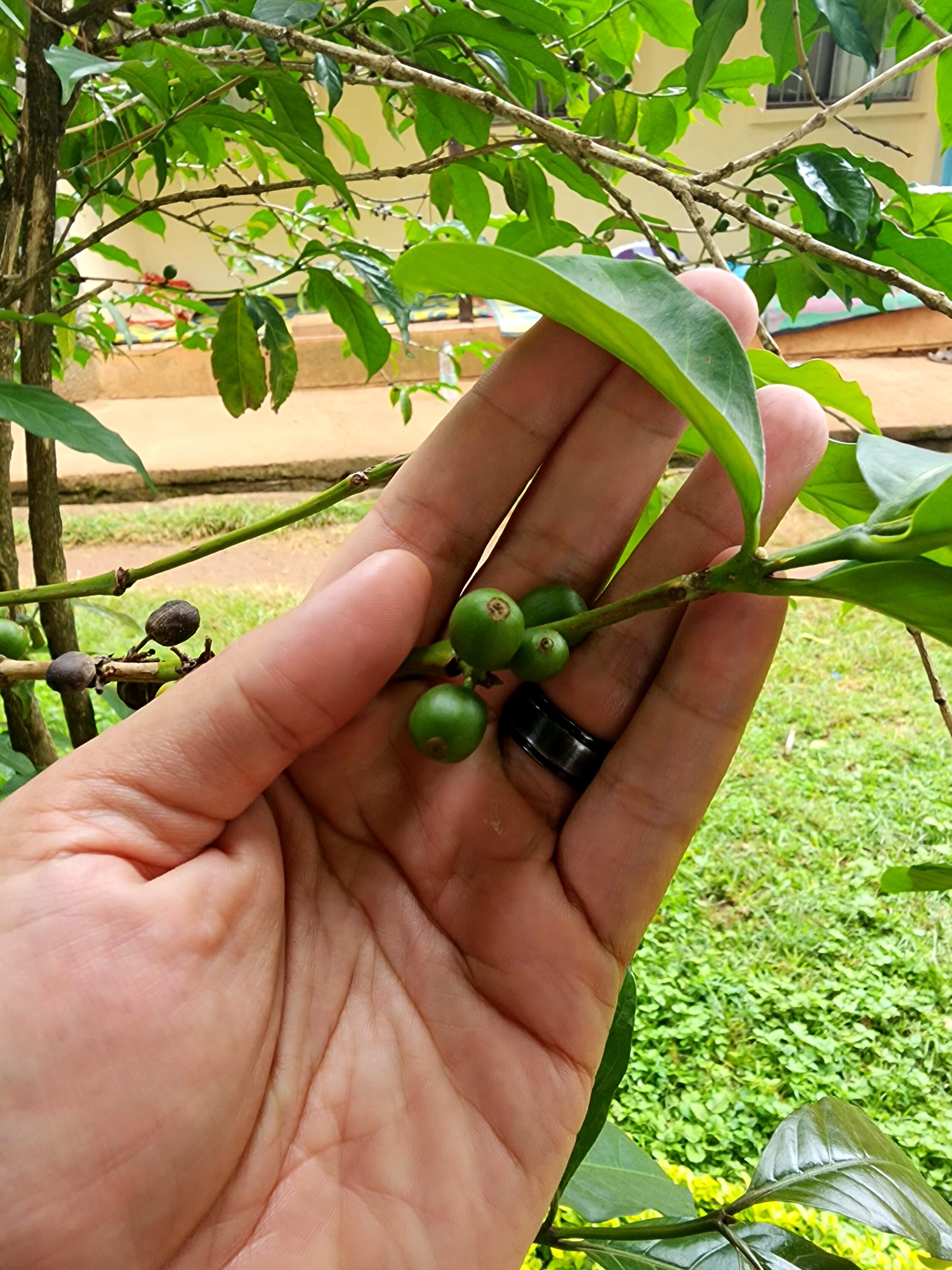 A hand holding green coffee cherries on a branch with leaves in a garden setting in Ethiopia.