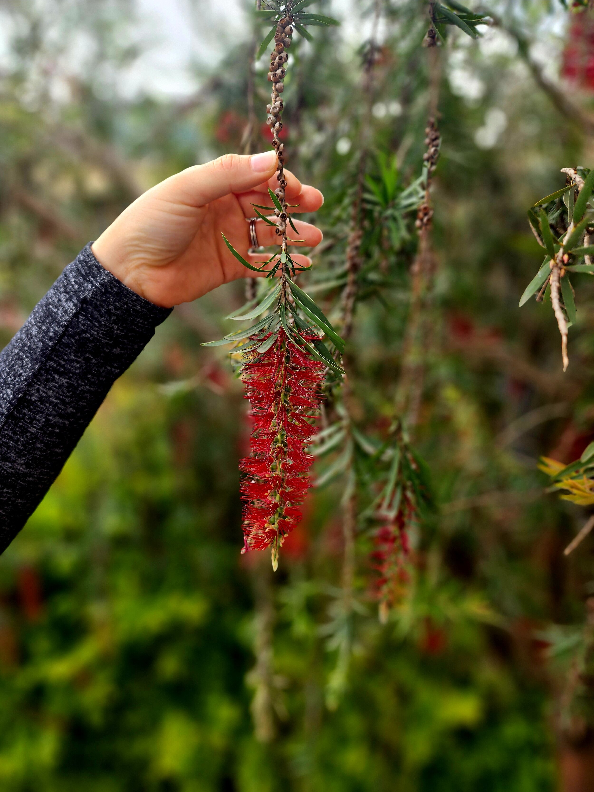 Hand holding a red bottlebrush flower on a tree branch in Ethiopia.