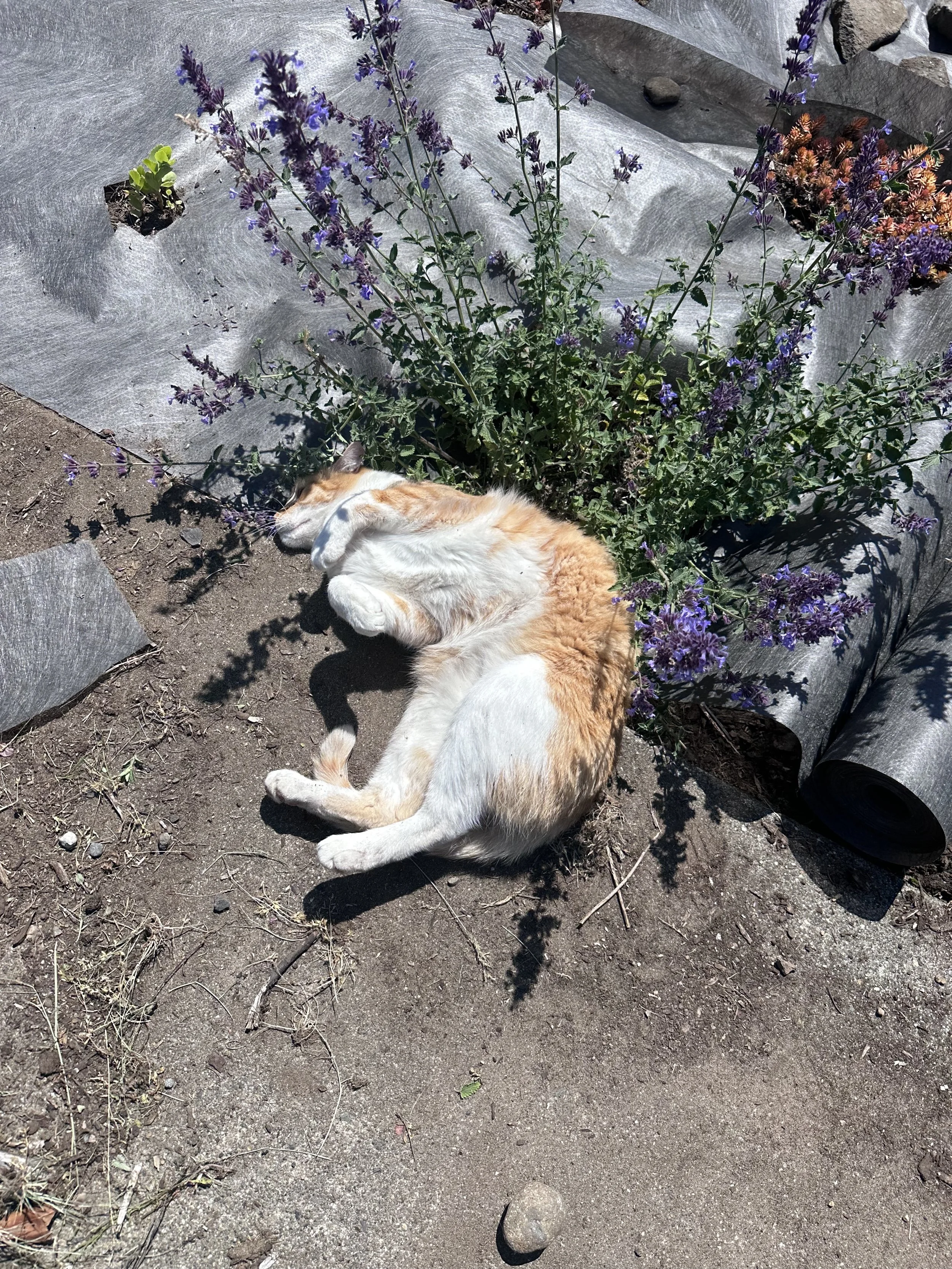 hobbes weed paper.jpg