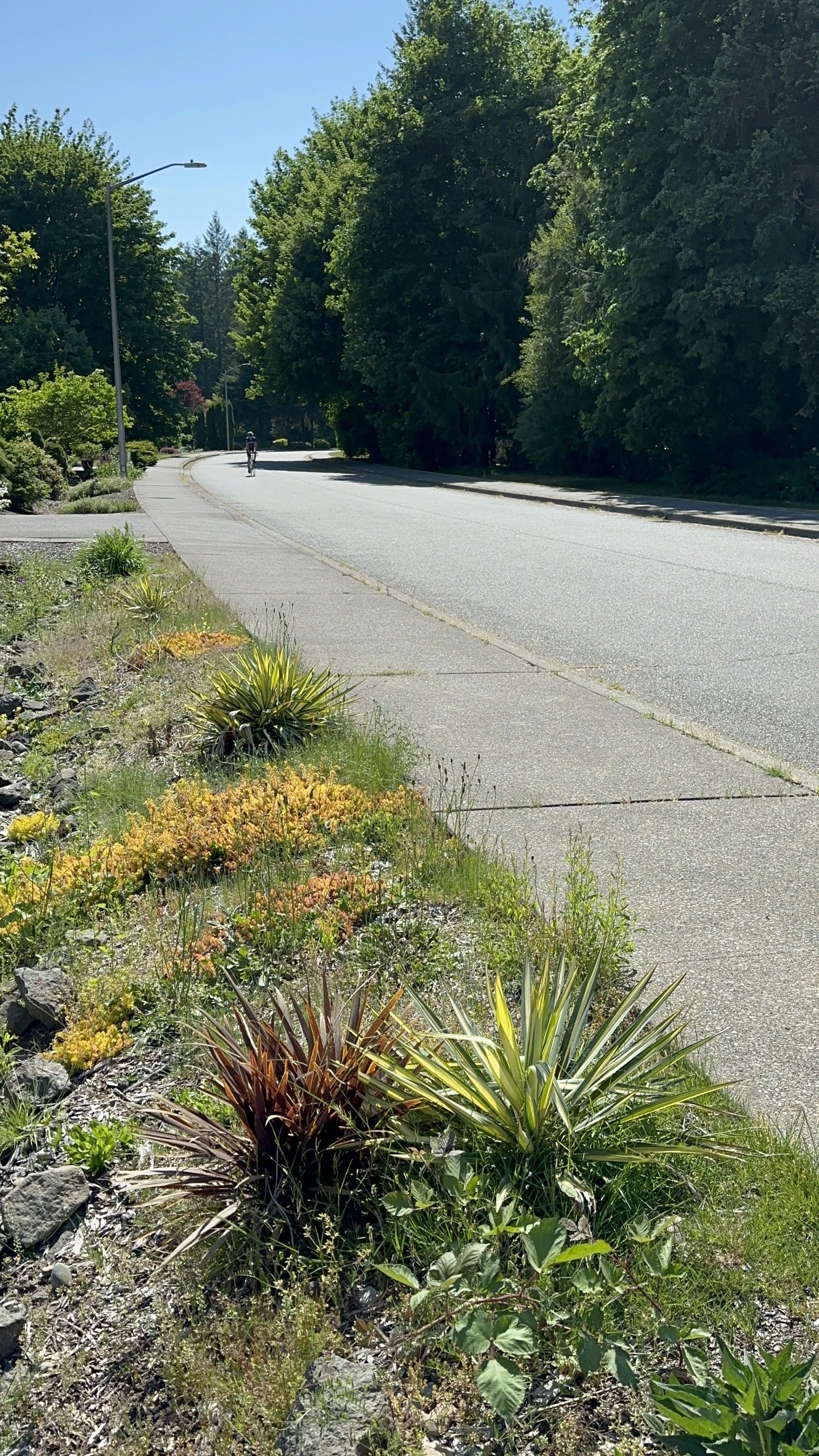 small ditch before 2.jpg