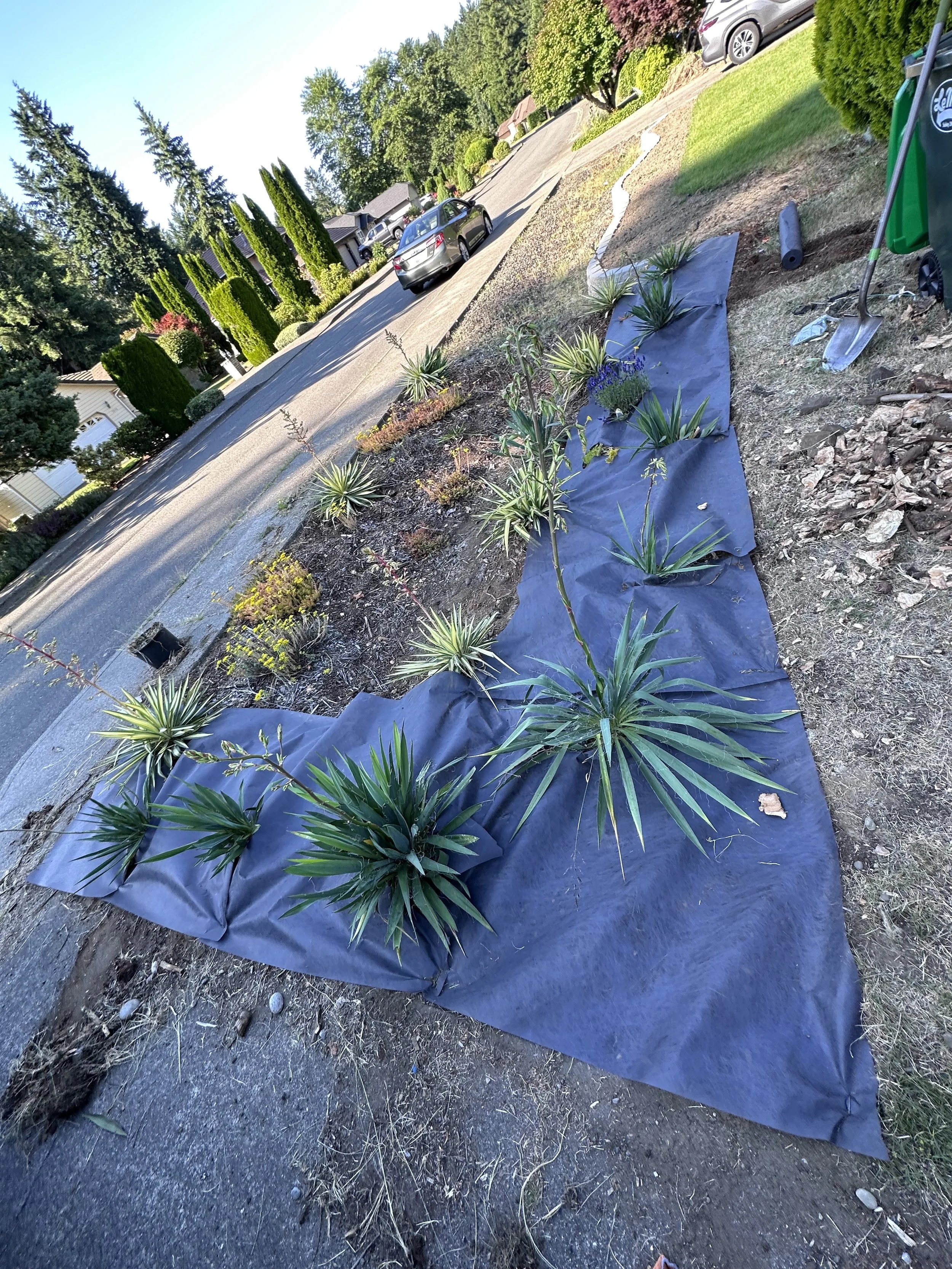 small ditch weed paper start.jpg