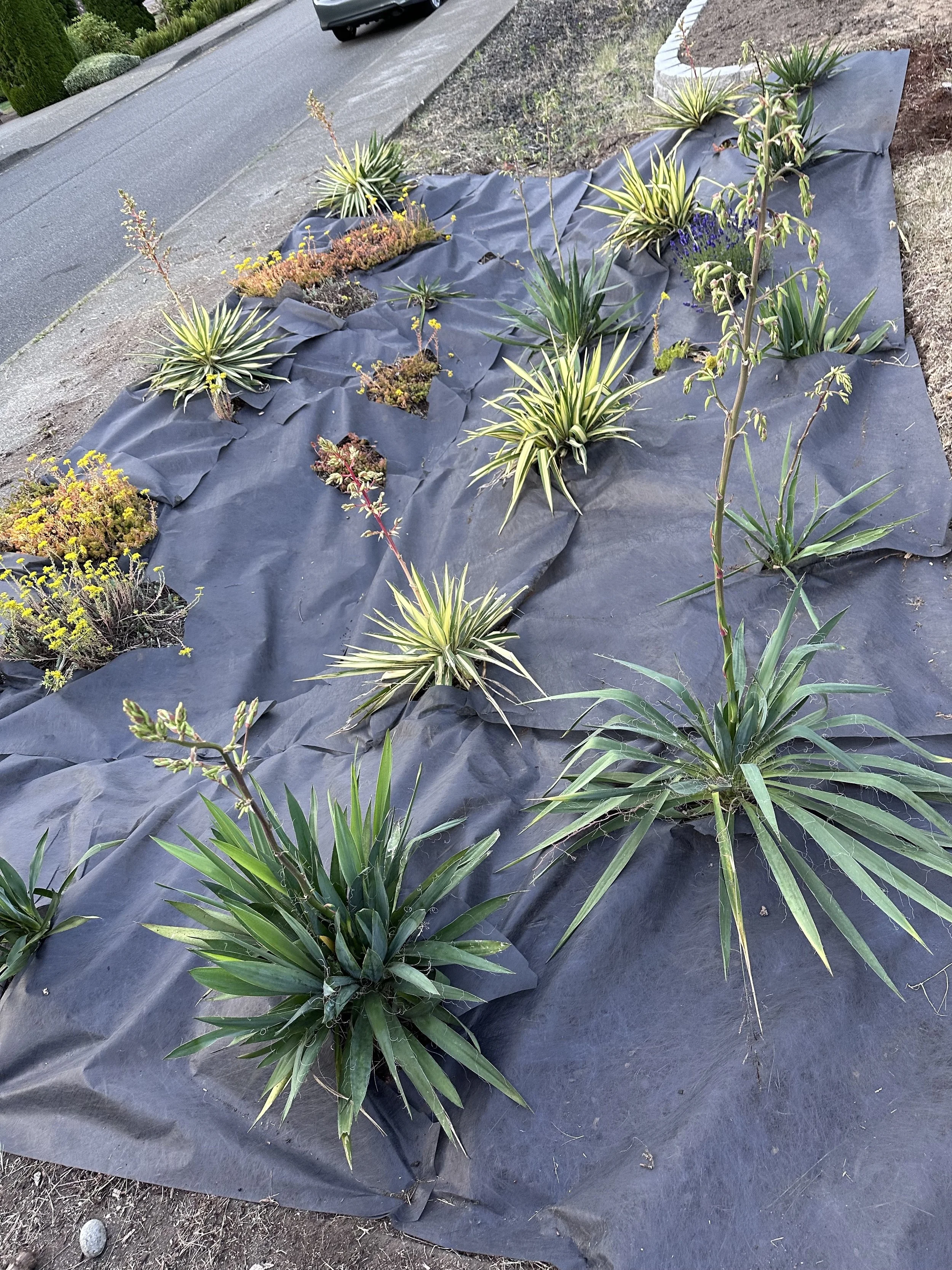 small ditch weed papered.jpg