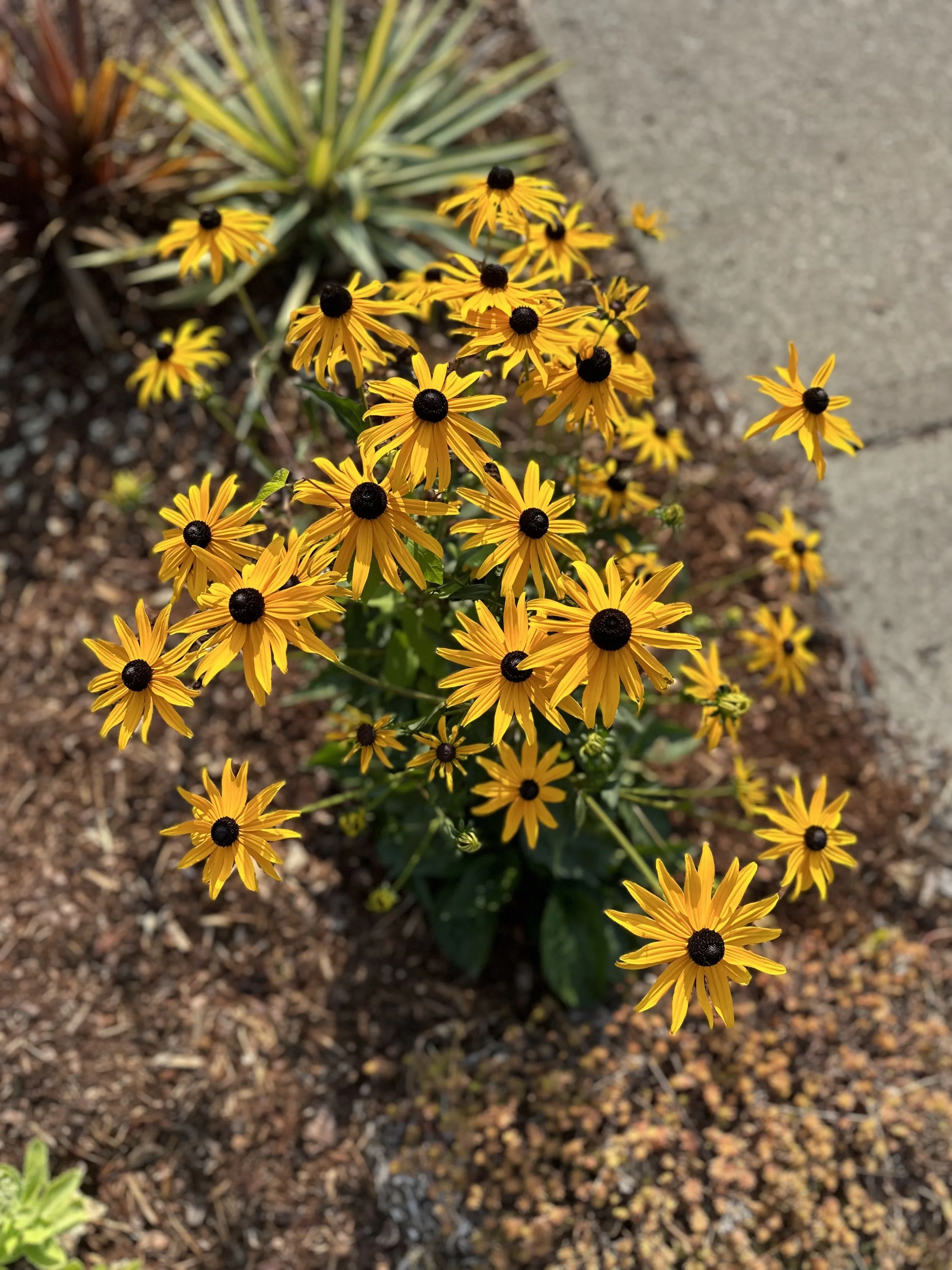 black eyed susans.jpg