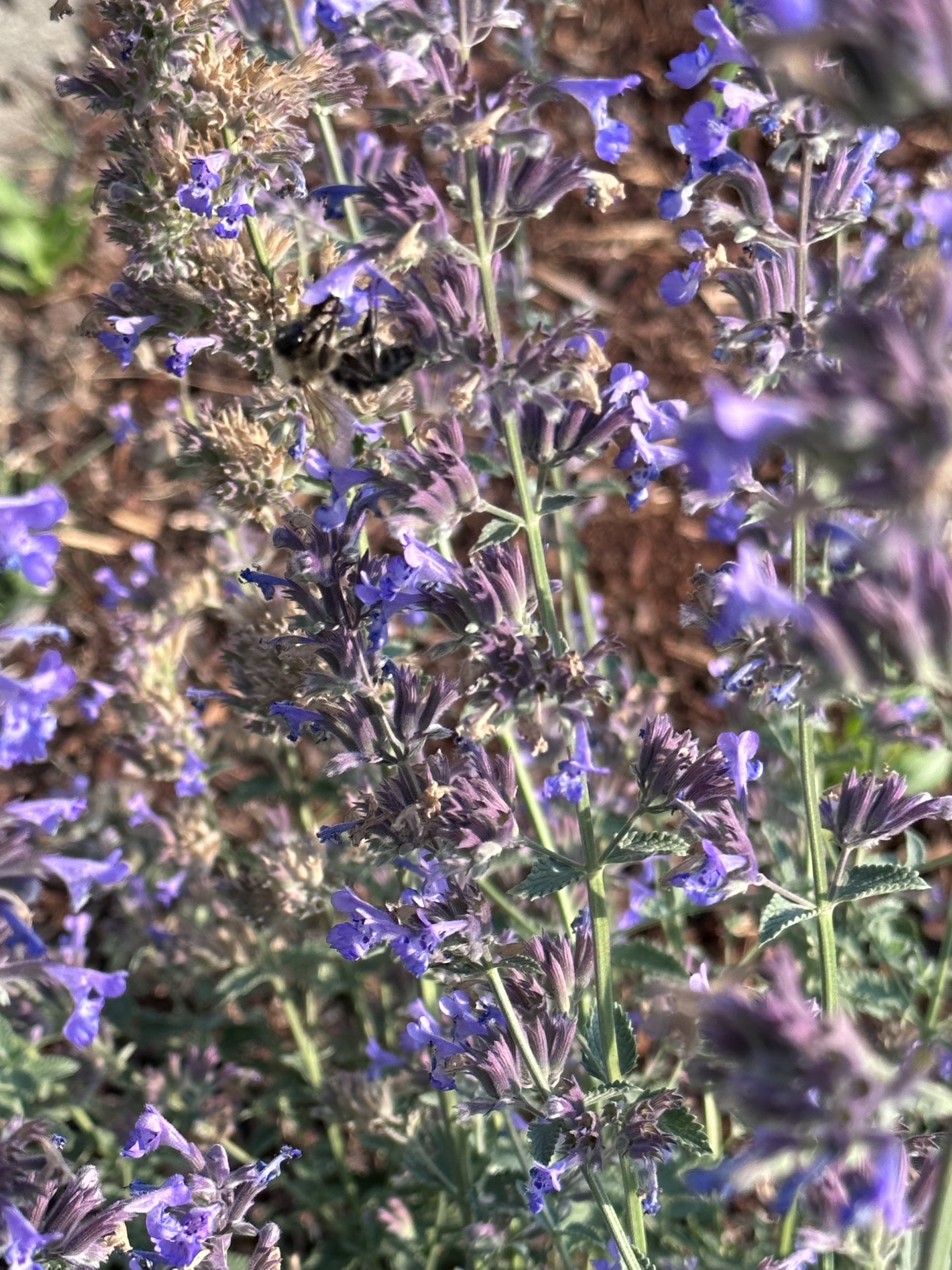 catmint.jpg
