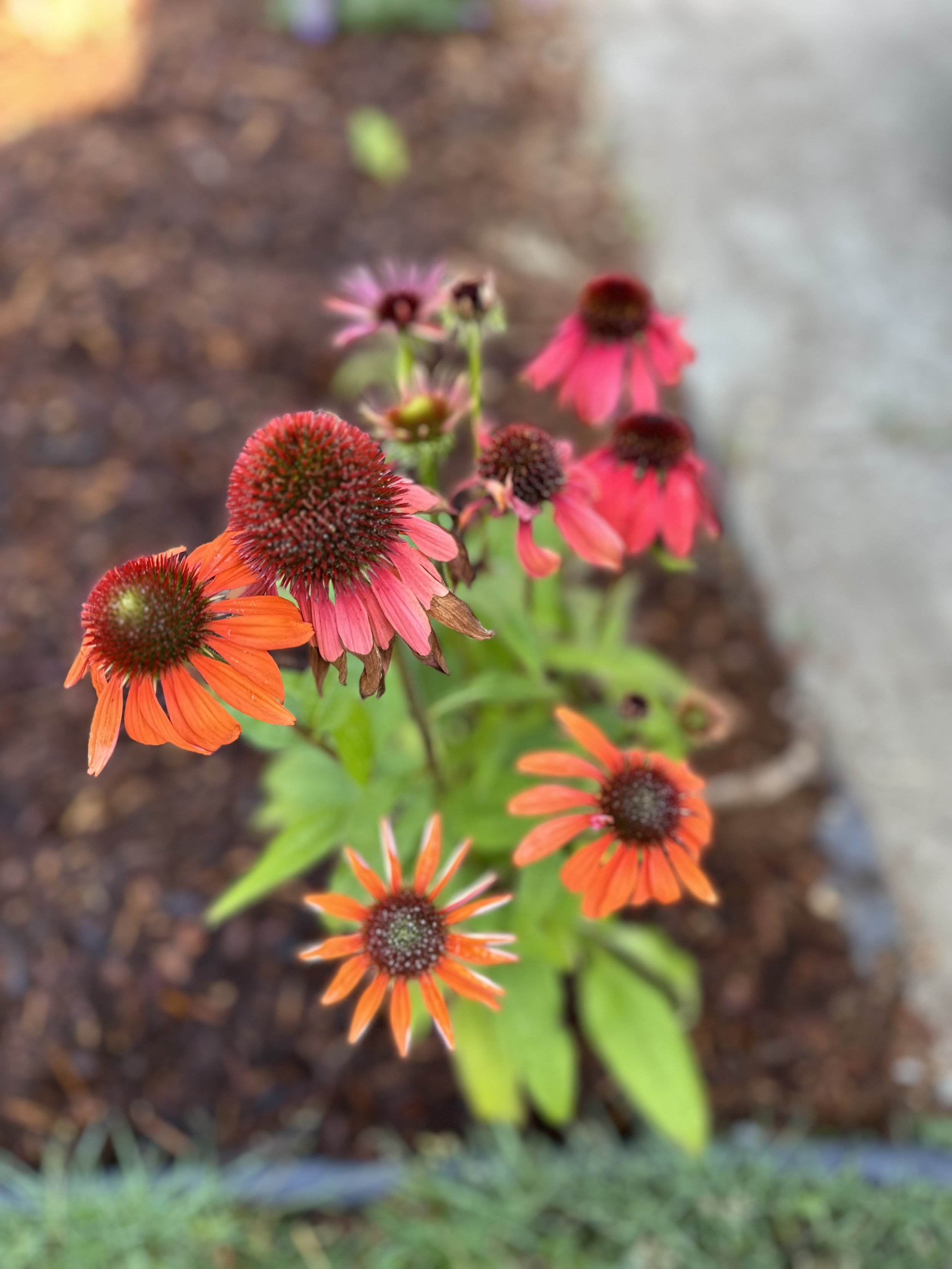 coneflower.jpg