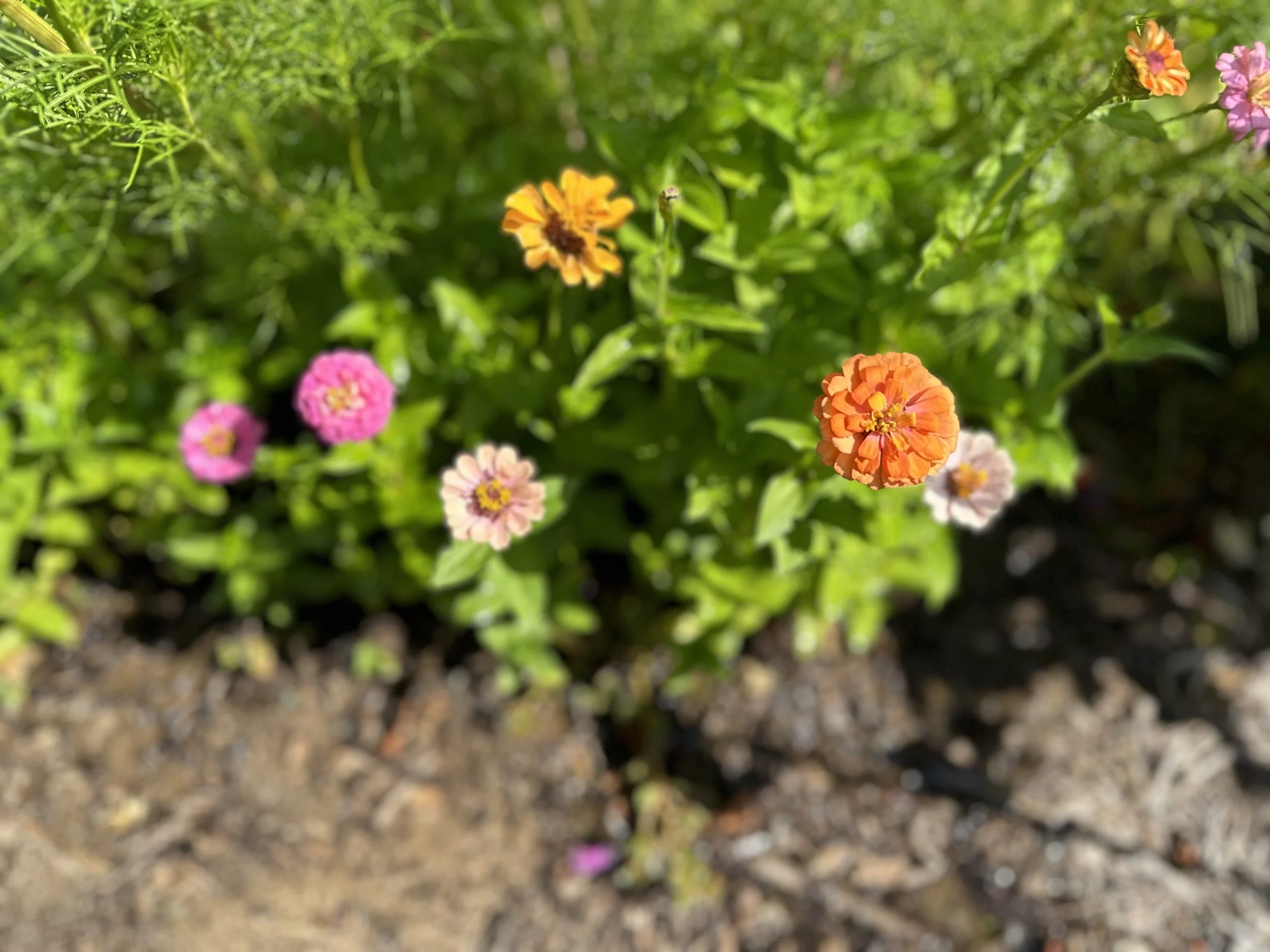 wildflowers.jpg