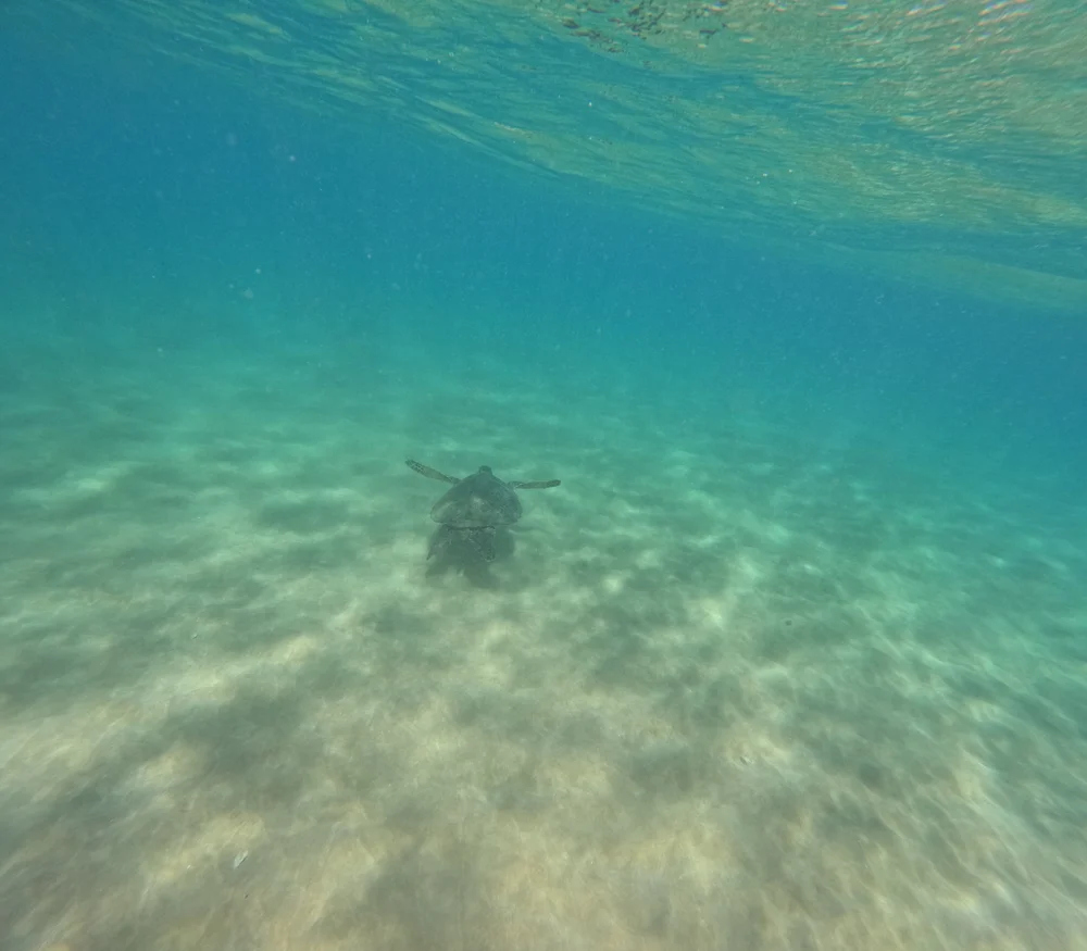 GPTempDownload 12.jpeg