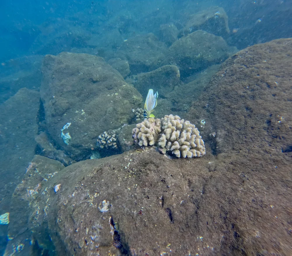 GPTempDownload 15.jpeg