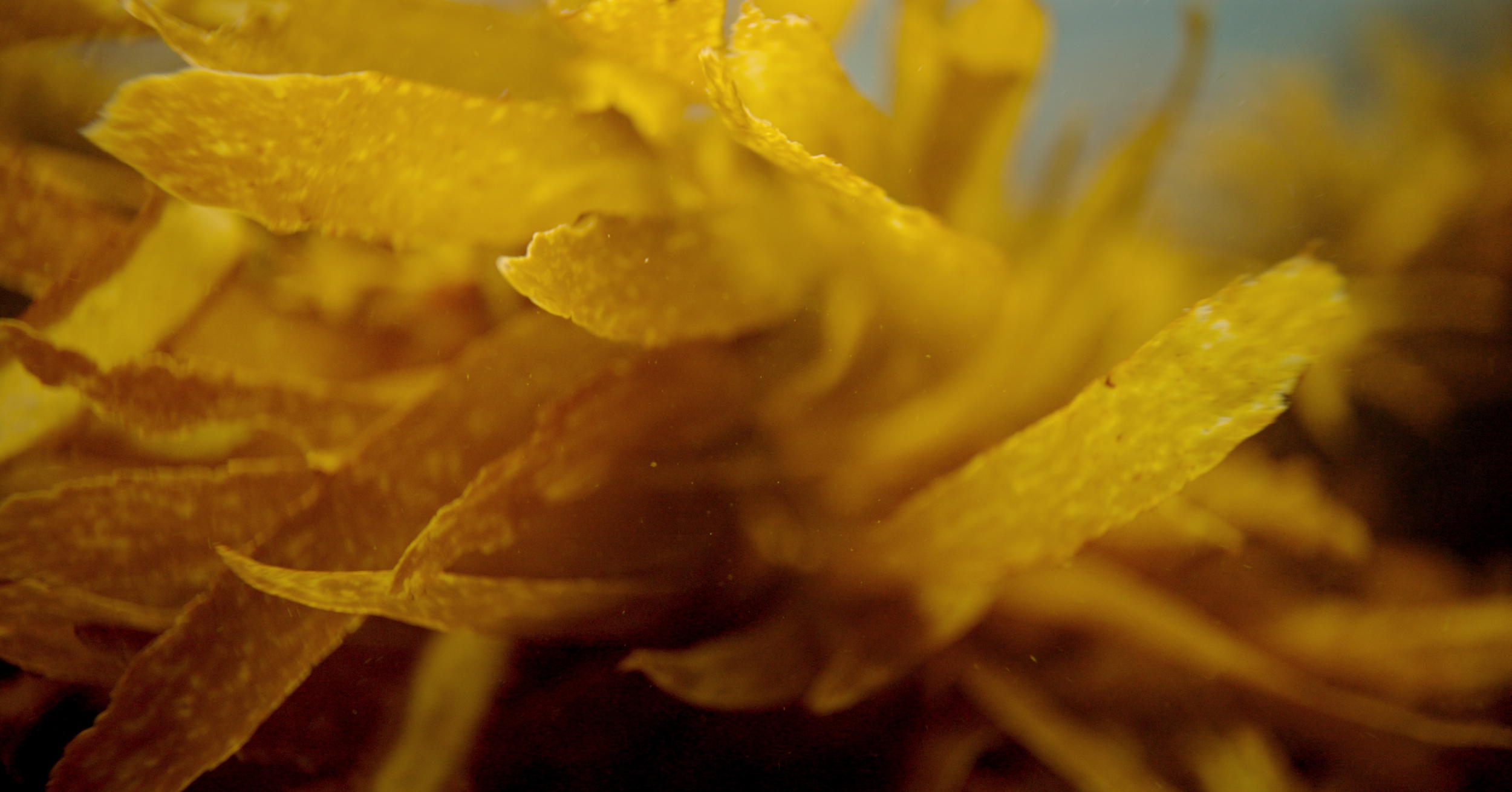 Sea Change: Article in UNO Magazine