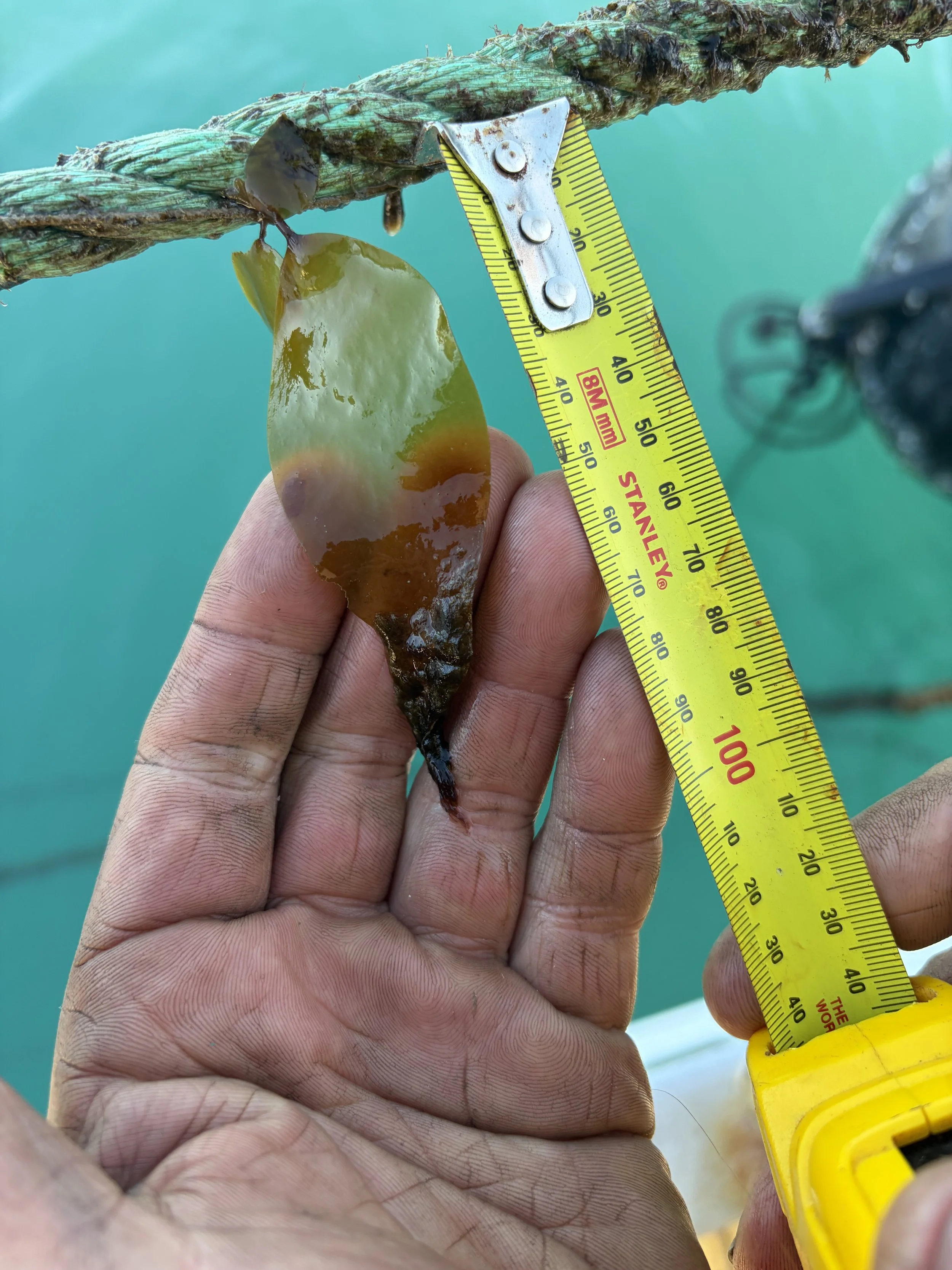 Scaling Seaweed Farming in Aotearoa: Giant Kelp (Macrocystis pyrifera) Shows Early Promise
