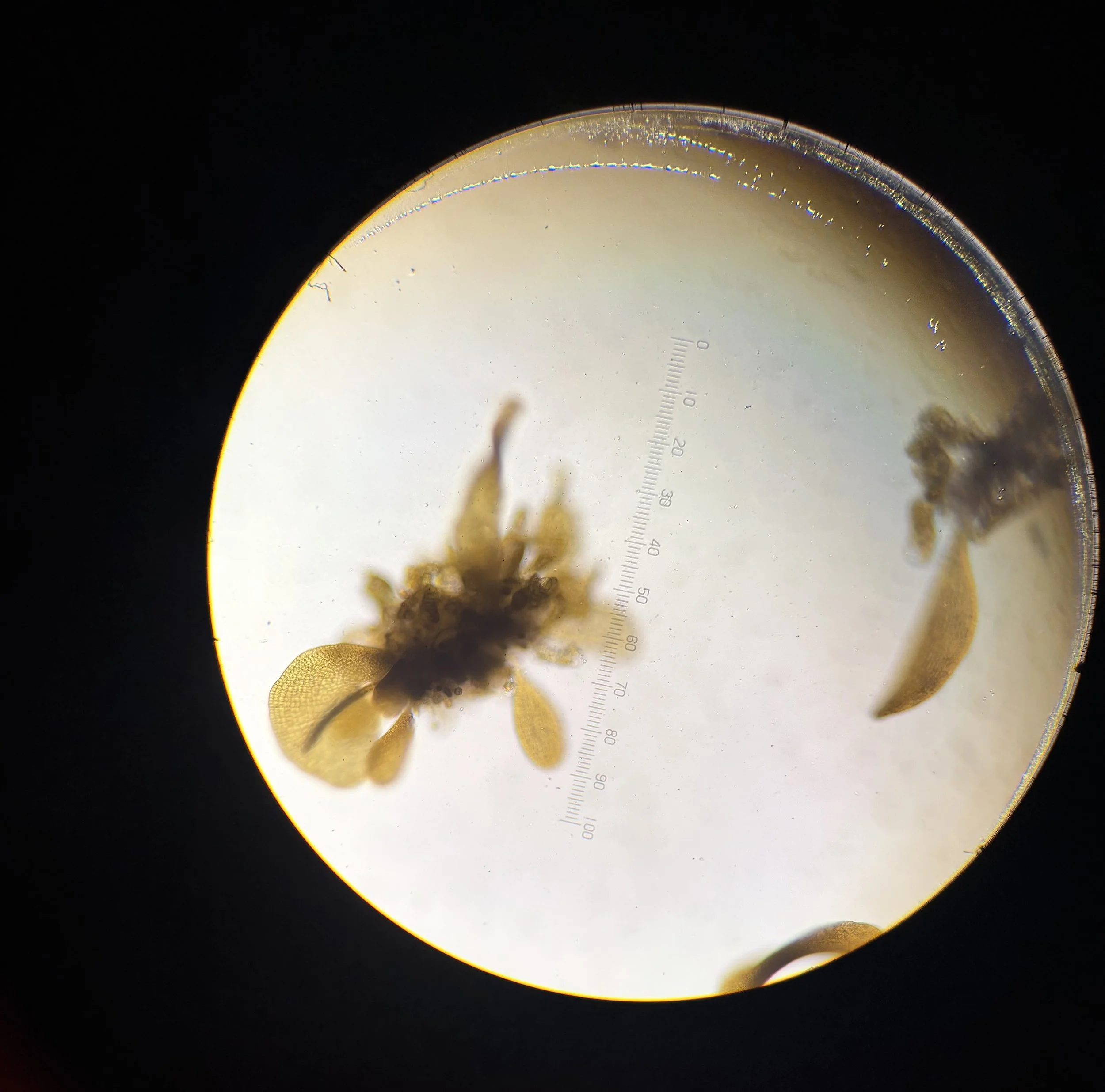 Microscopic seaweed grown in Greenwave Aotearoa hatchery.