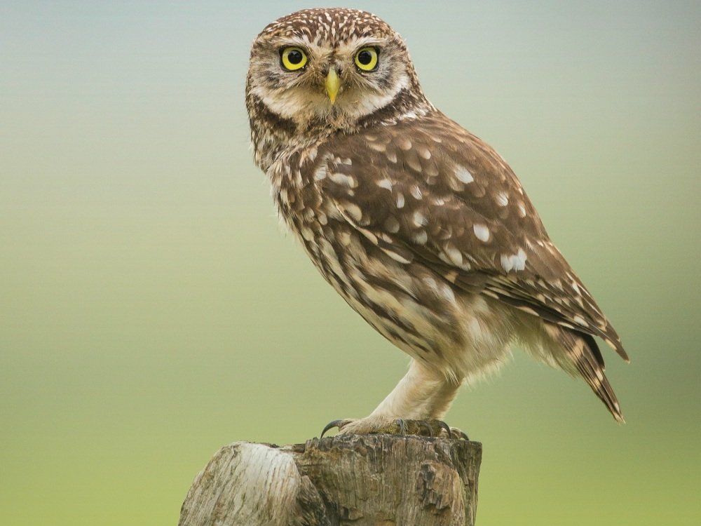 The Decline of the Little Owl