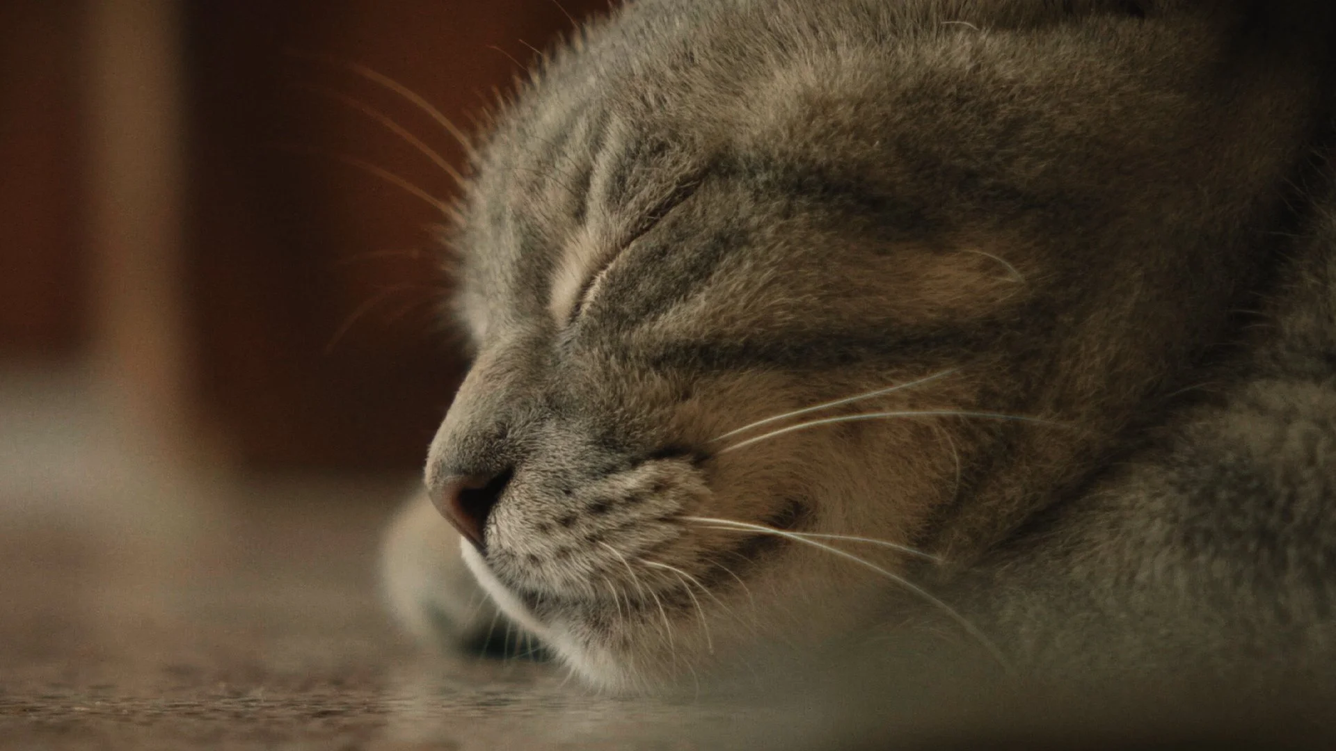 The Cat of Monti di Luna (2021)