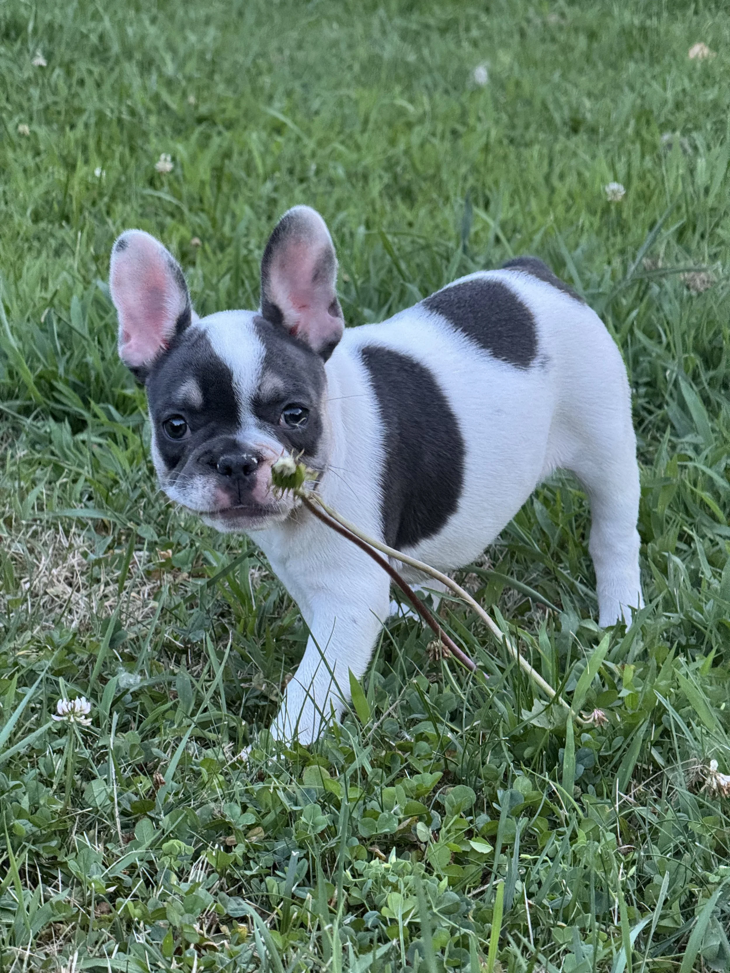 A small black and white puppy standing in green grass, holding a stick in its mouth.