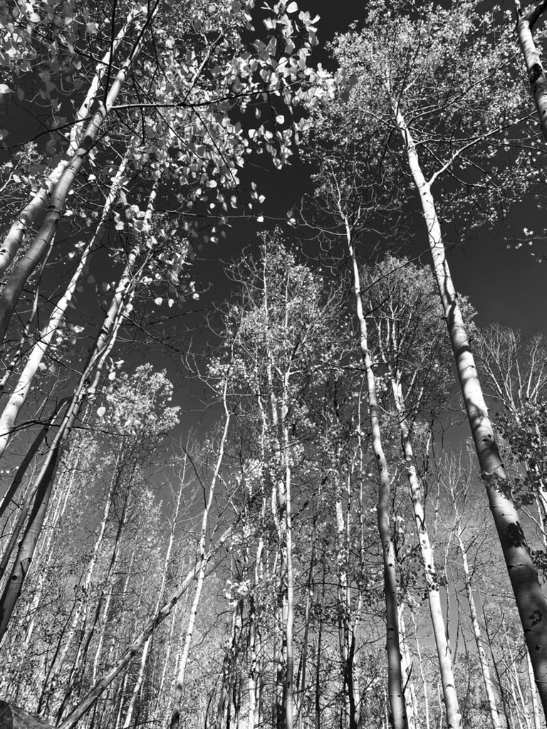 Frisco I - Aspen Trees