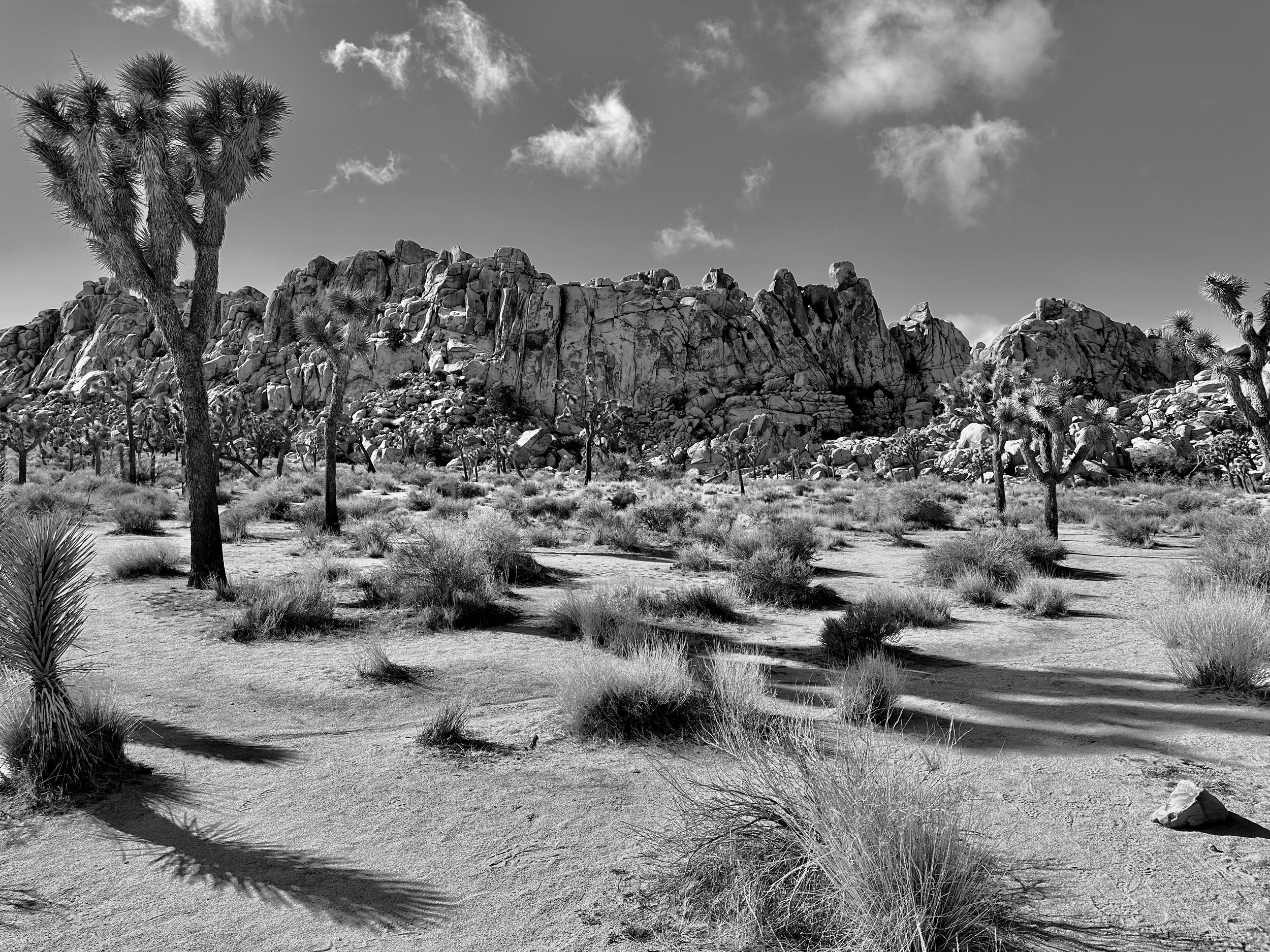 Joshua Tree II