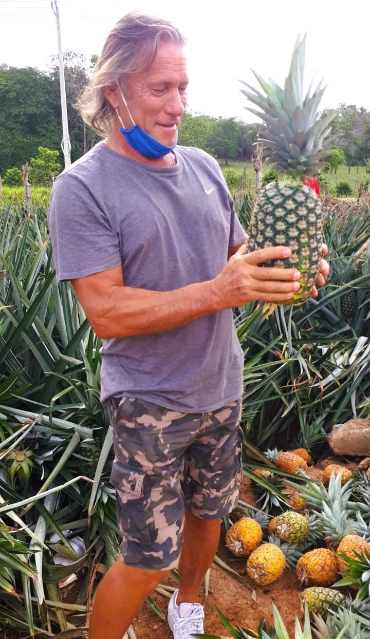 piantaggione ananas.jpeg