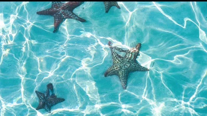 Scopri l´Isola saona, playa toro, canto de la playa.