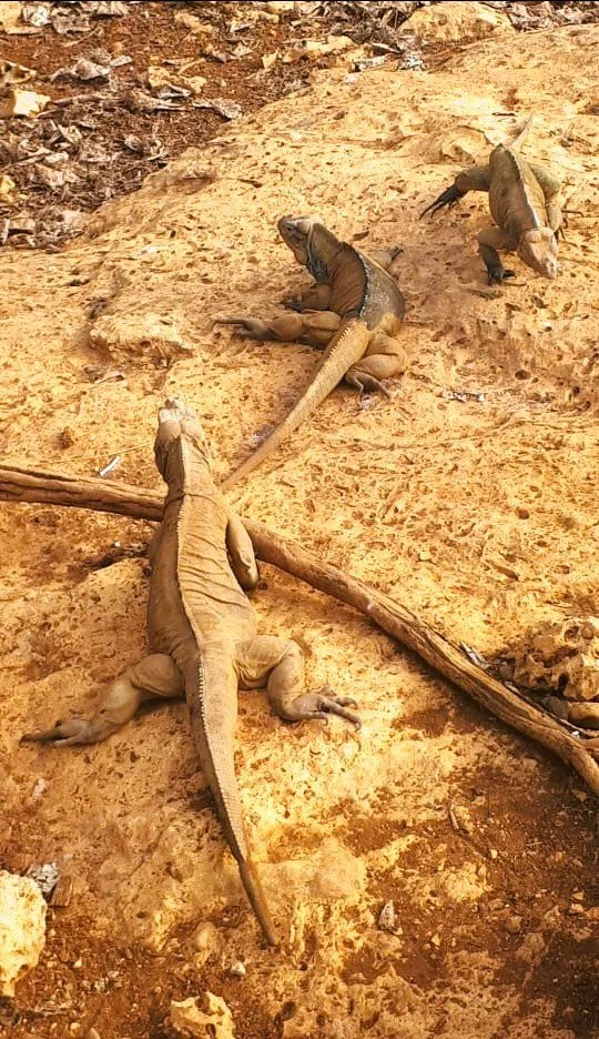 Iguana repubblica Dominicana