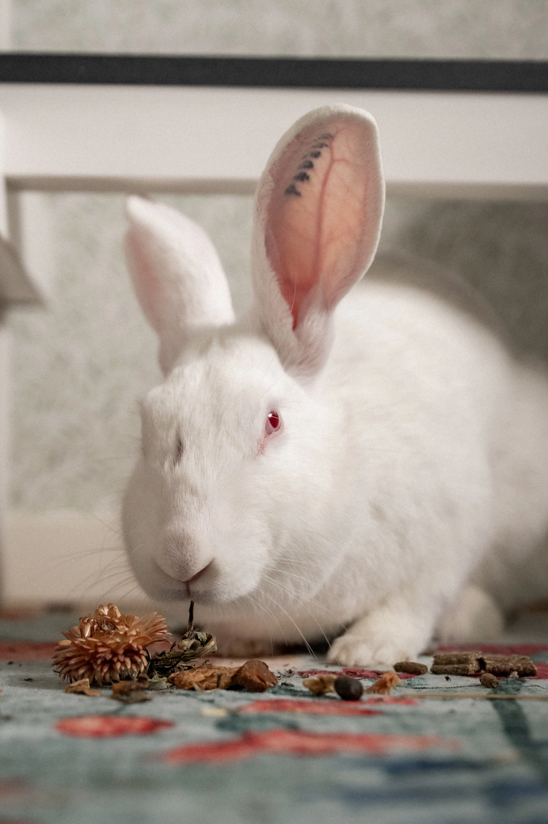 2026-03 kanin-006(1).jpg