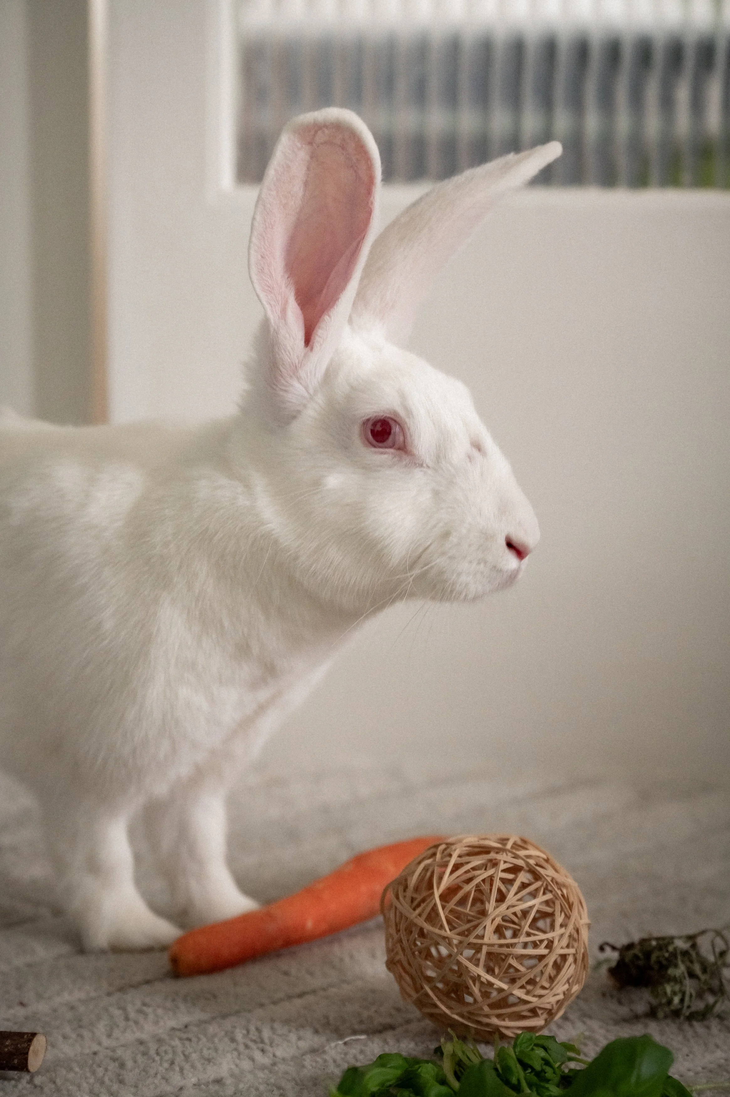 2026-03 kanin-017.jpg