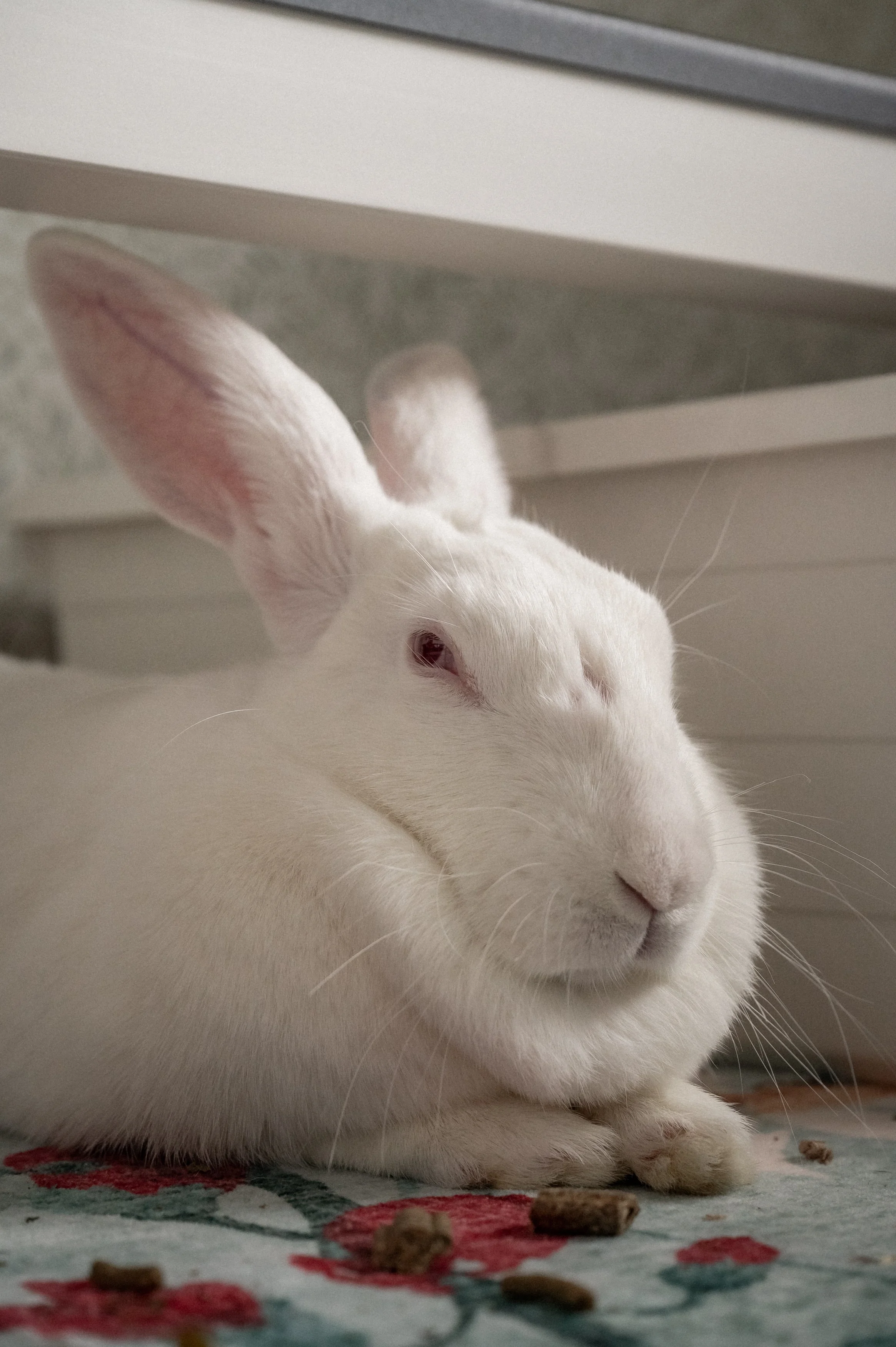 2026-03 kanin-014.jpg