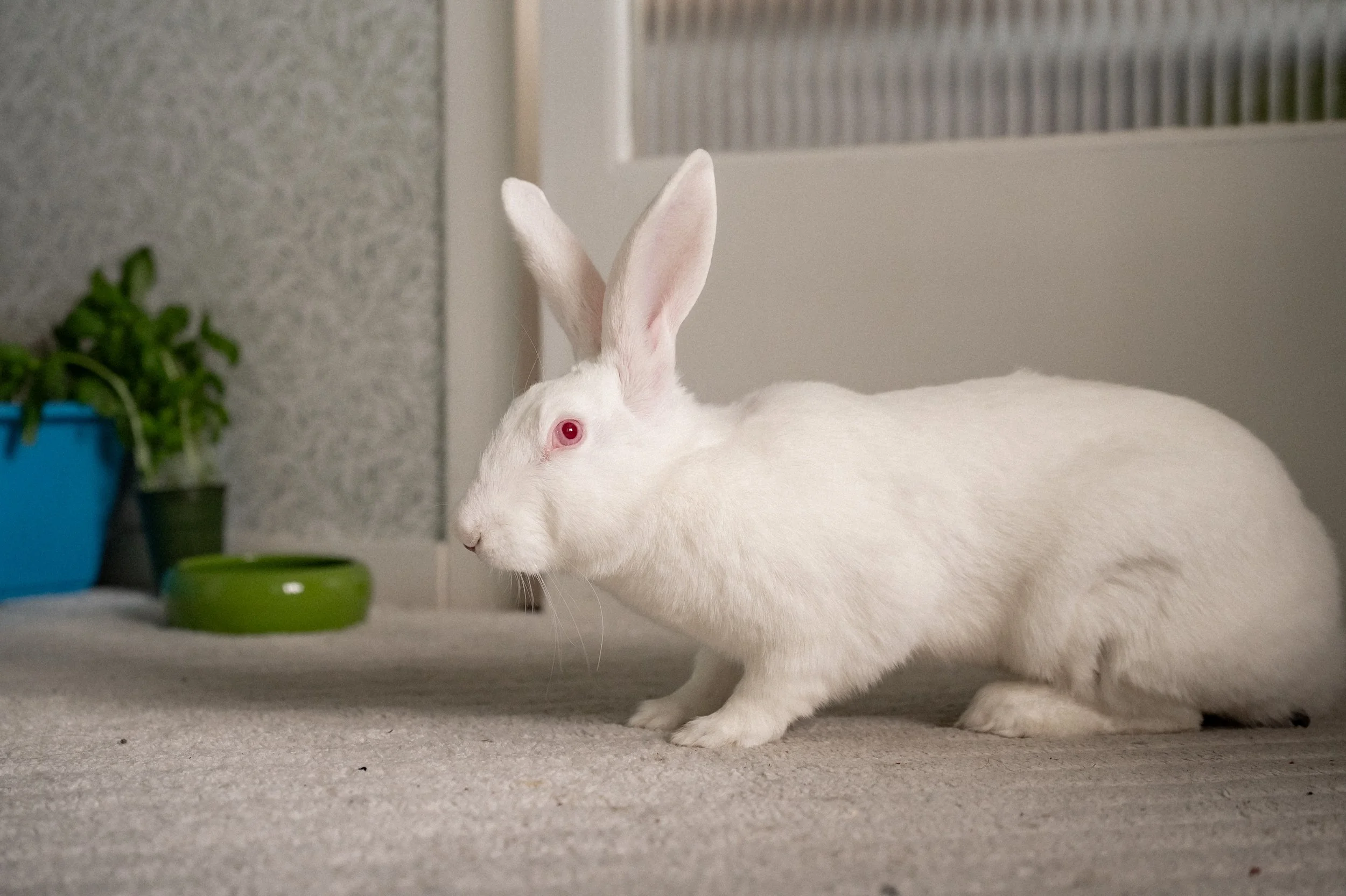 2026-03 kanin-004.jpg