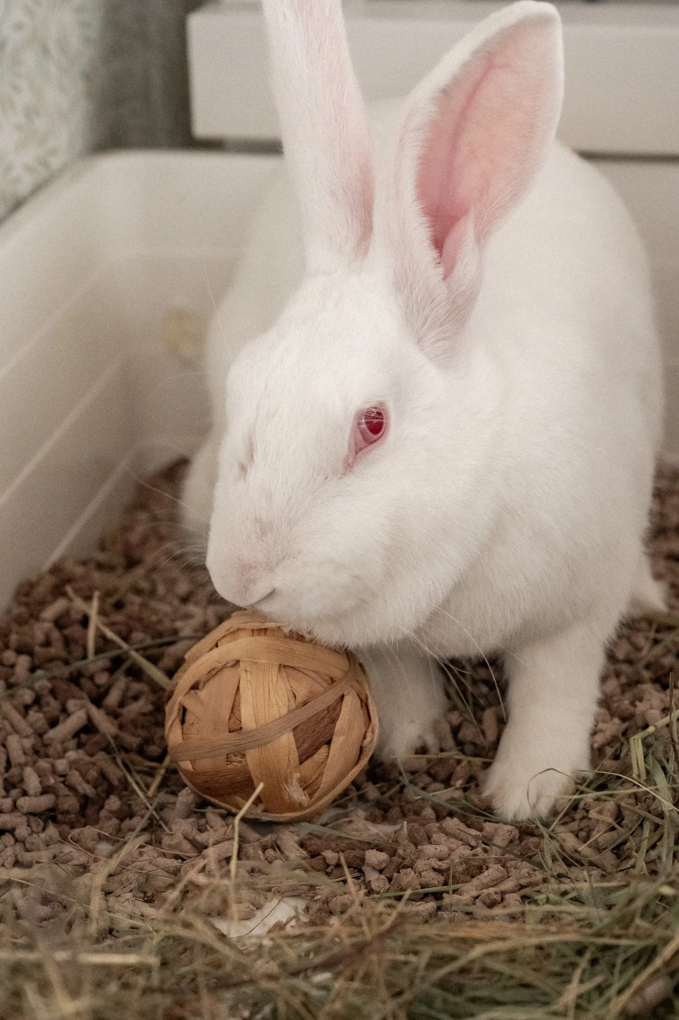 2026-03 kanin-007.jpg