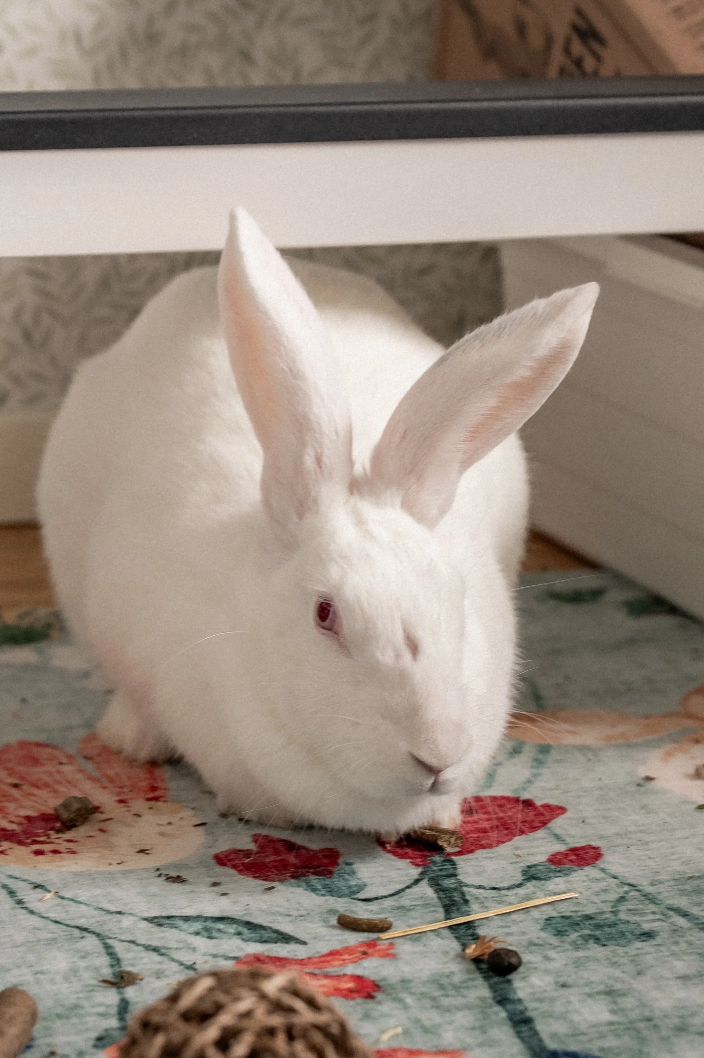 2026-03 kanin-001.jpg