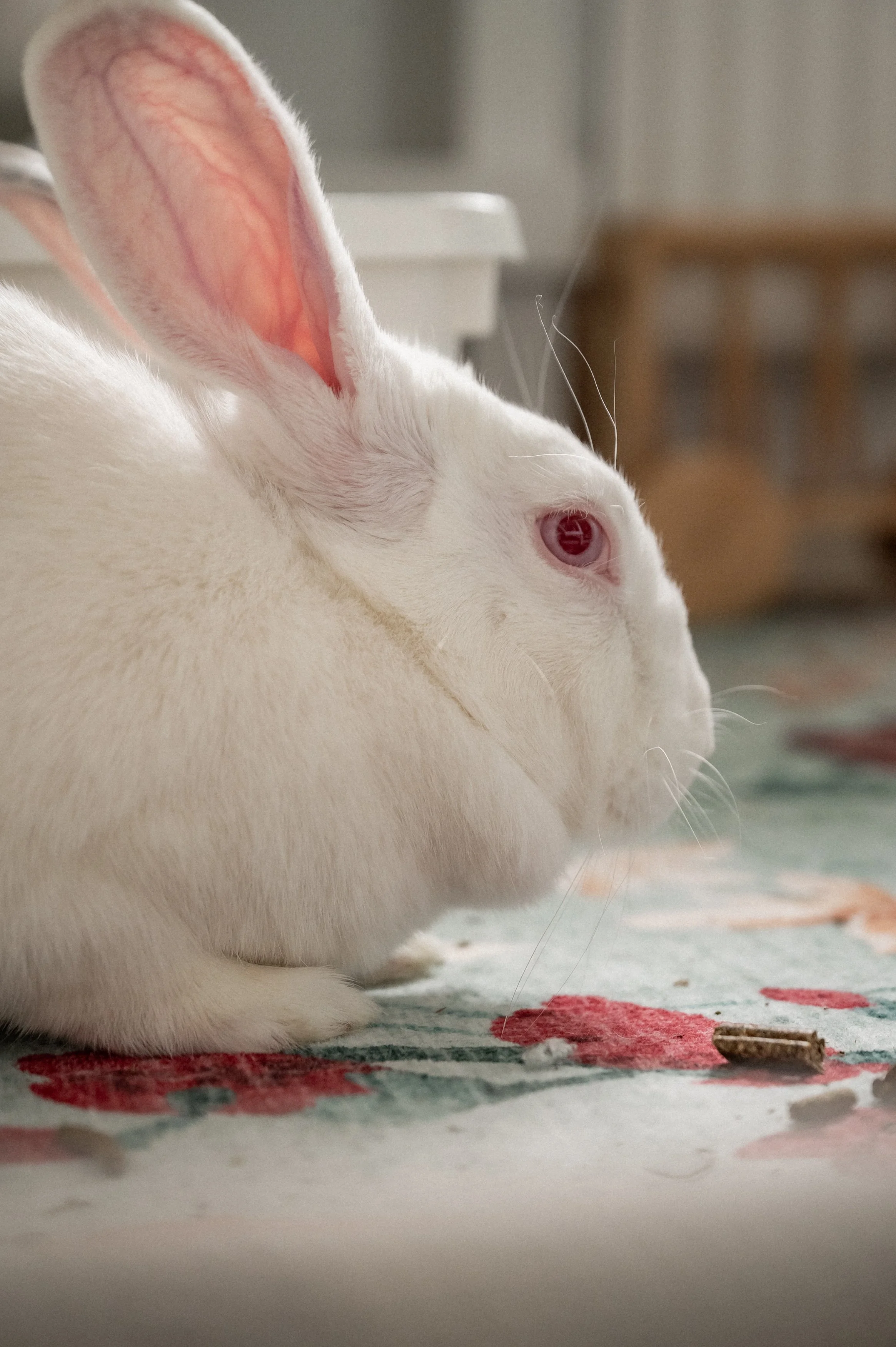 Försökskanin från svenskt universitet får nytt hem