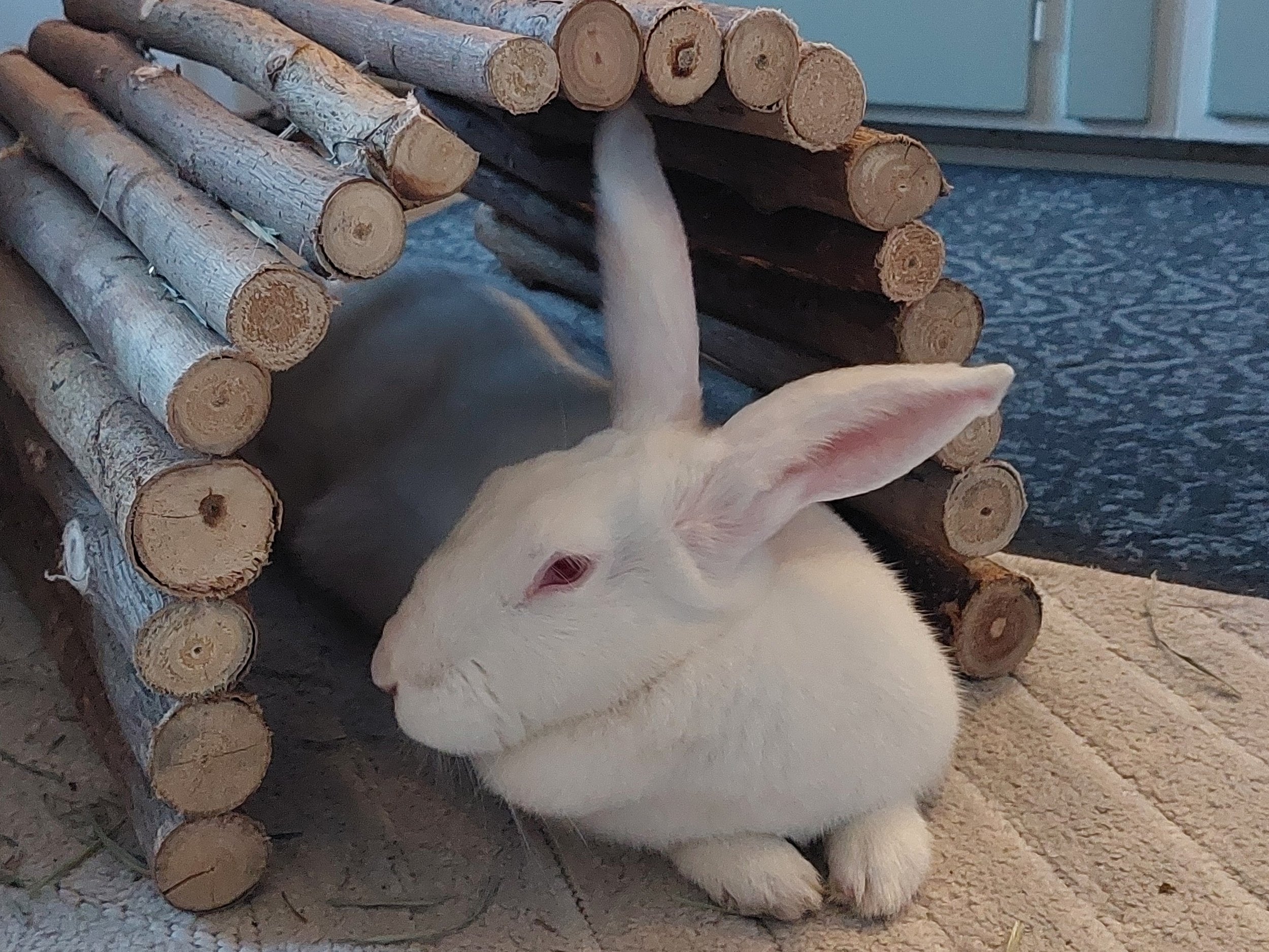 Sju av tio svenskar vill ge försöksdjur en andra chans