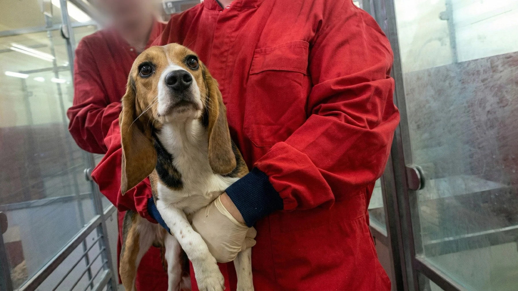 Toxicity_Testing_AnimalsInternational (35).jpg