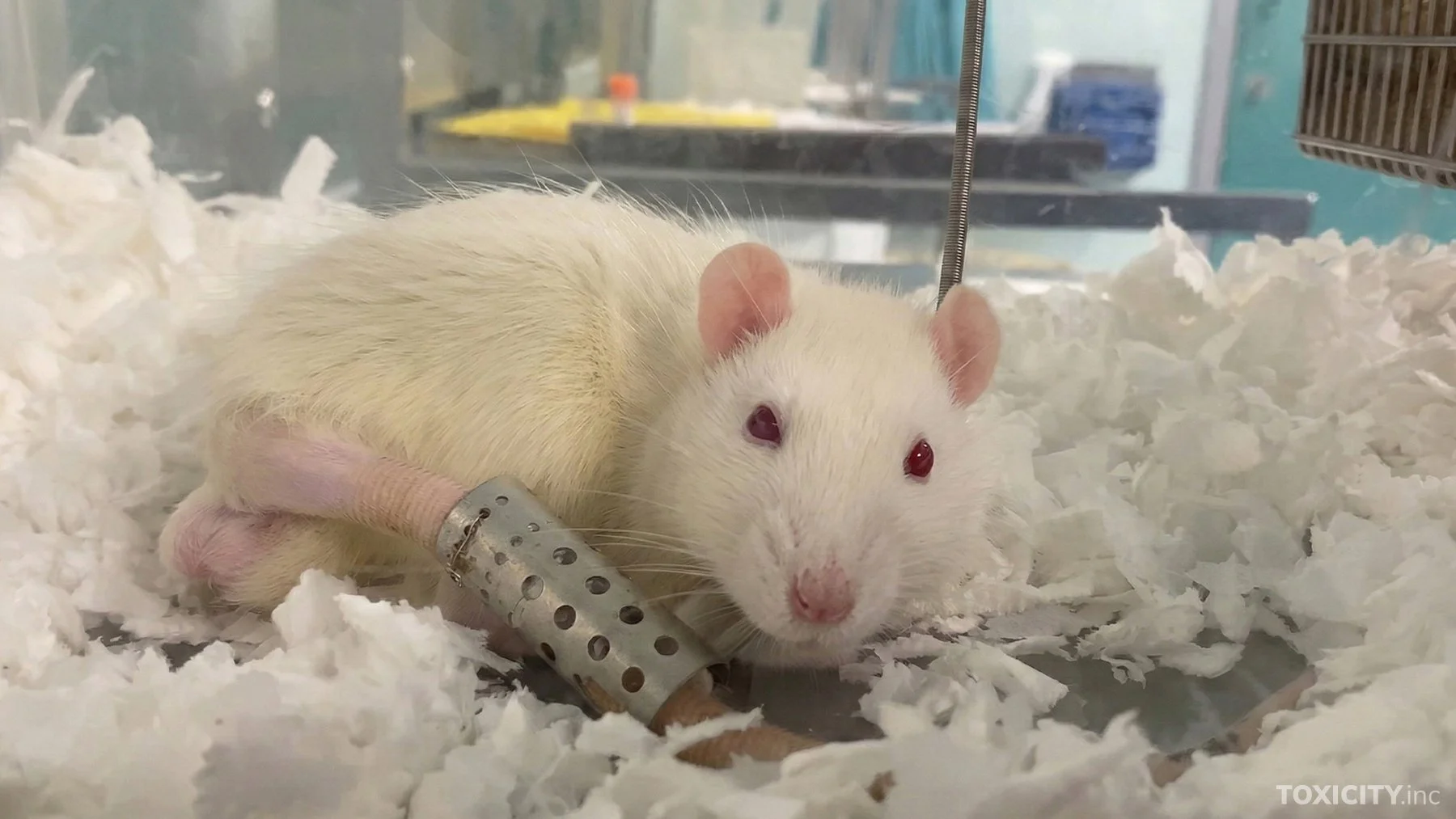 Toxicity_Testing_AnimalsInternational (13).jpg