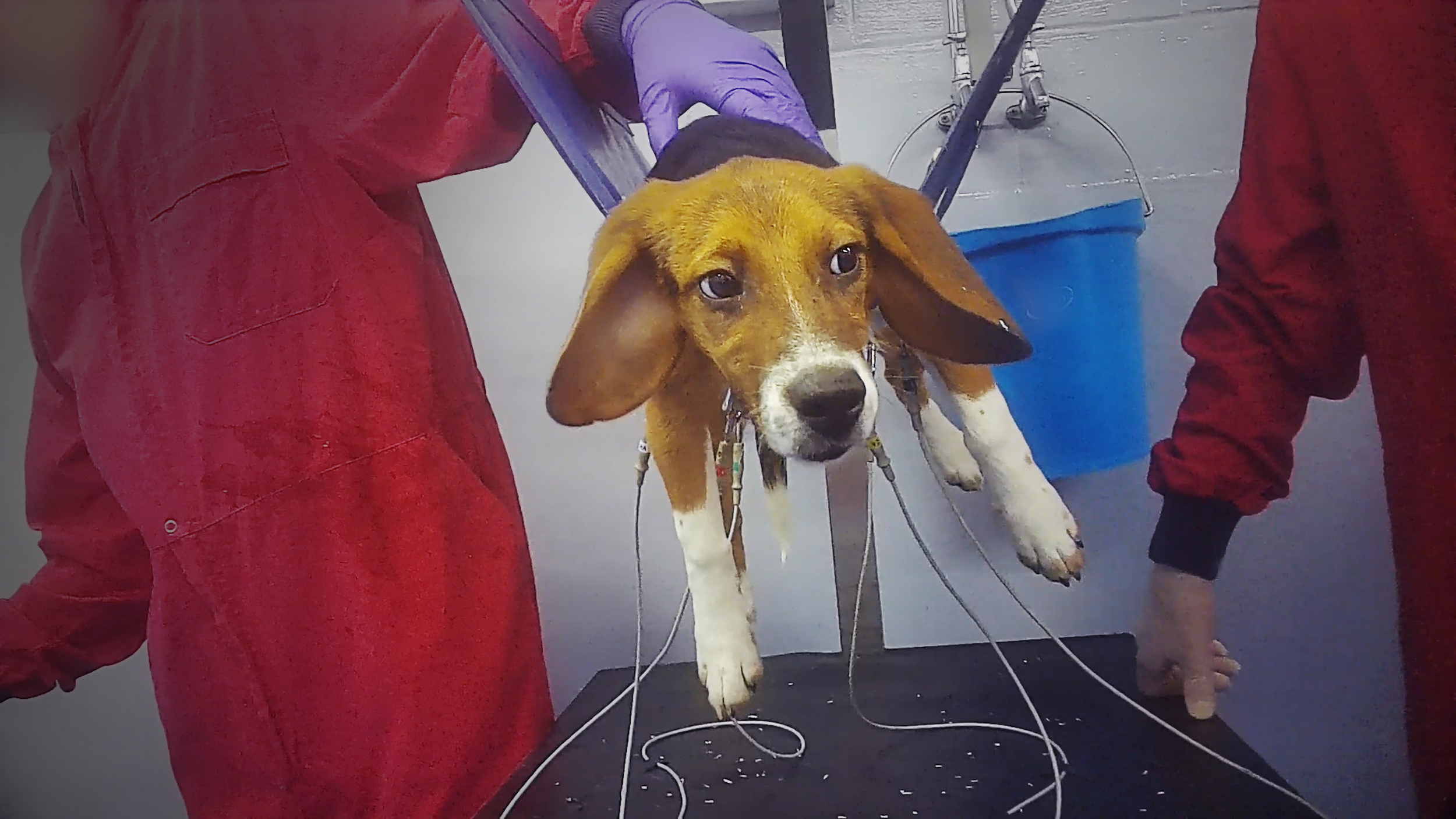 Toxicity_Testing_AnimalsInternational (45).png