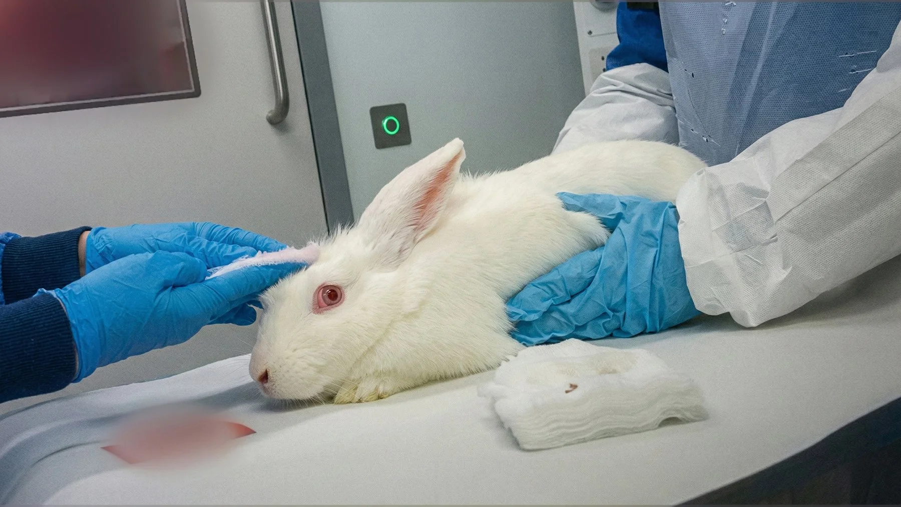 Toxicity_Testing_AnimalsInternational (29).jpg